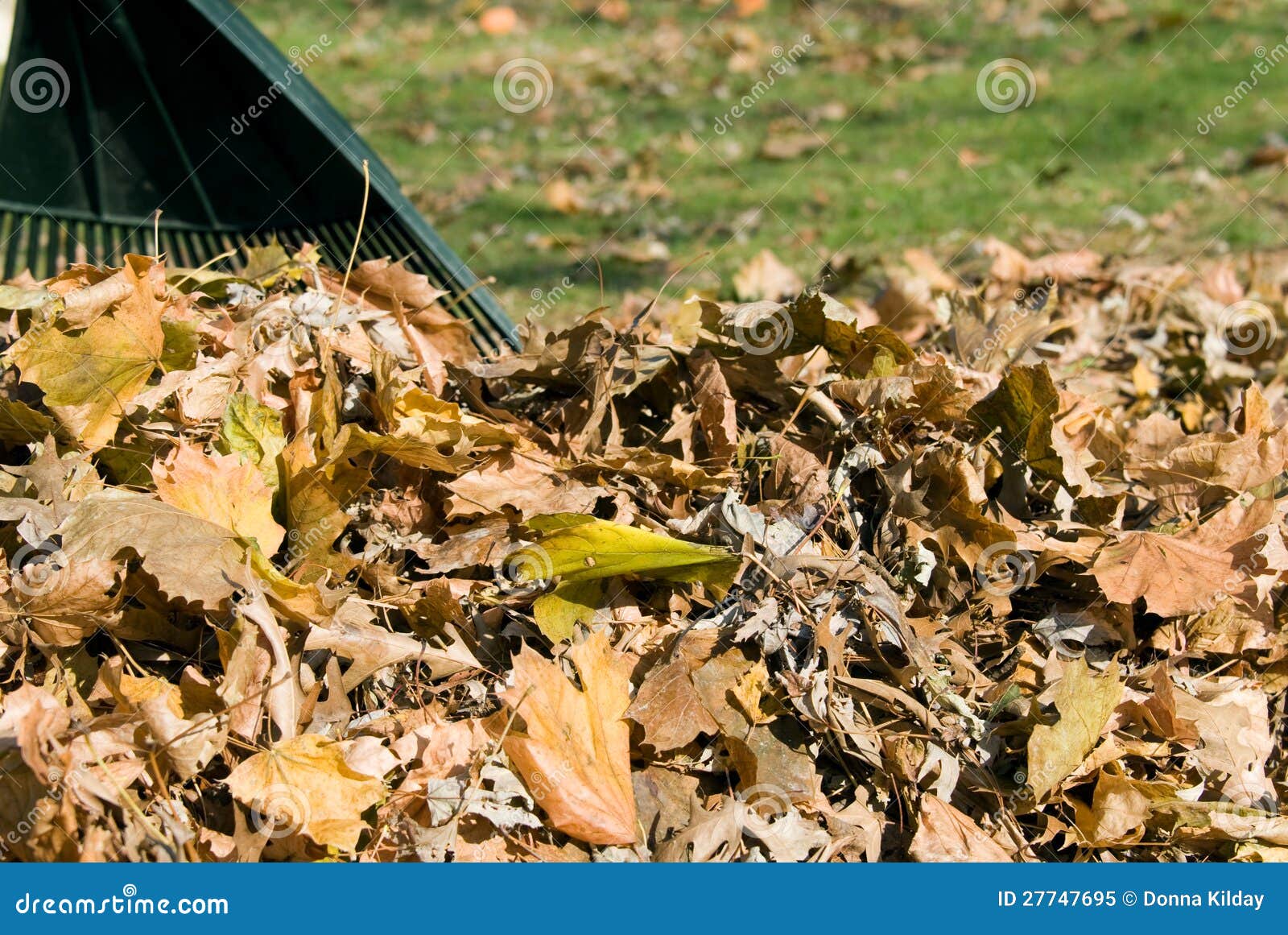 Raking autumn leaves stock image. Image of green, raking - 27747695