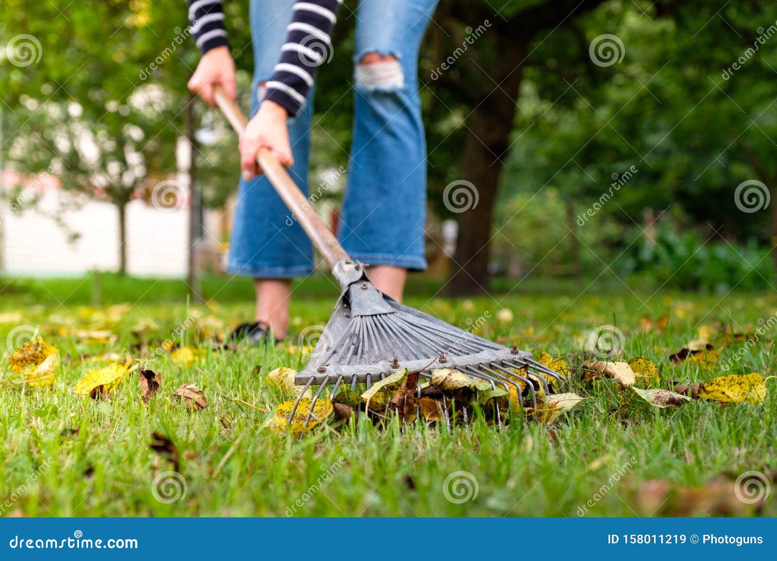 raking fallen leaves in garden. gardener woman cleaning lawn from leaves in backyard. woman standing with rake. autumnal seasonal
