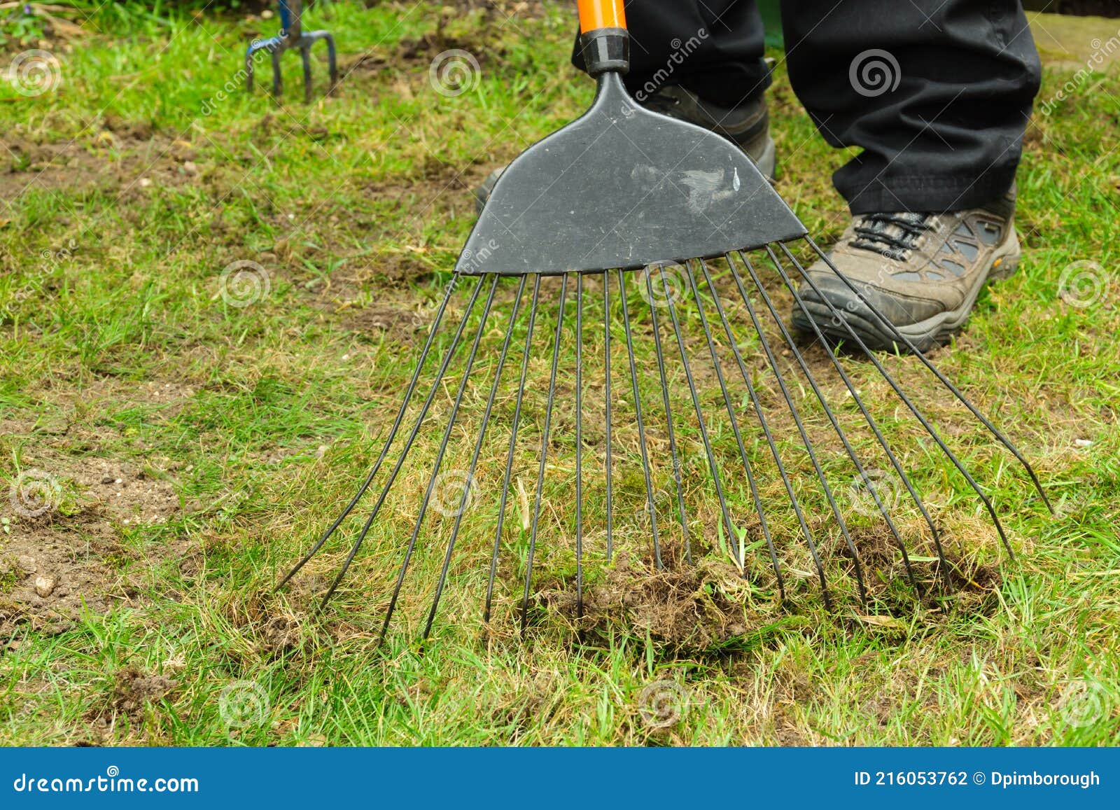 Raking a Lawn stock photo. Image of sowing, working - 216053762