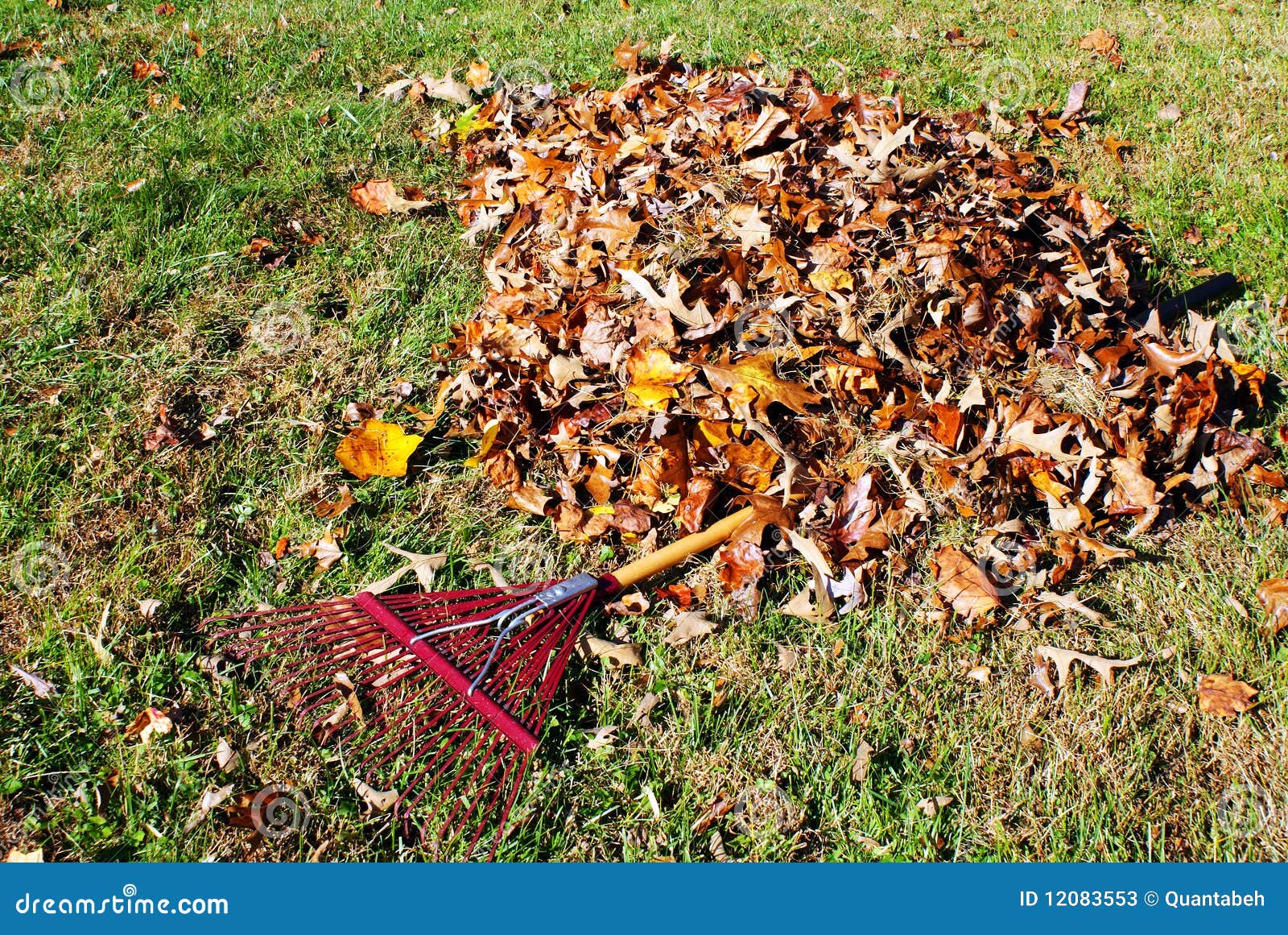 Raking leaves stock image. Image of green, leaves, gather 12083553