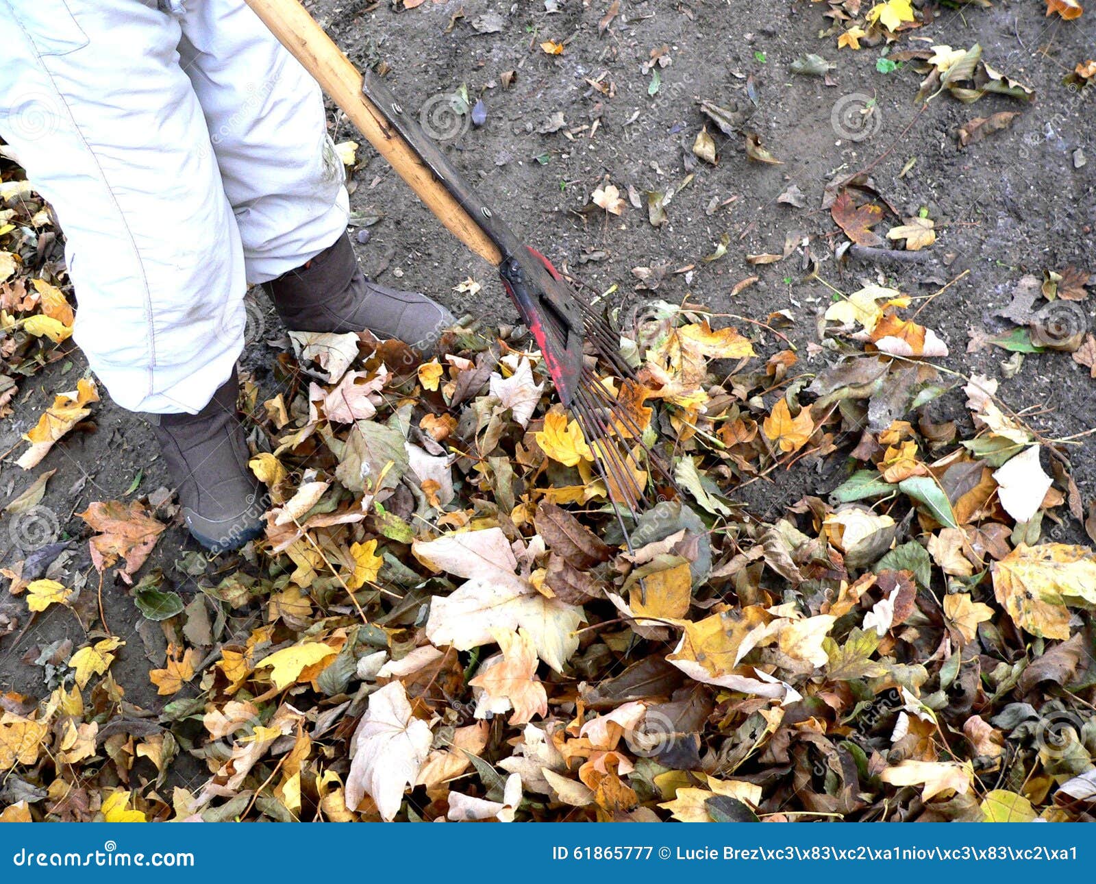 Raking leaves stock image. Image of rake, removal, care - 61865777