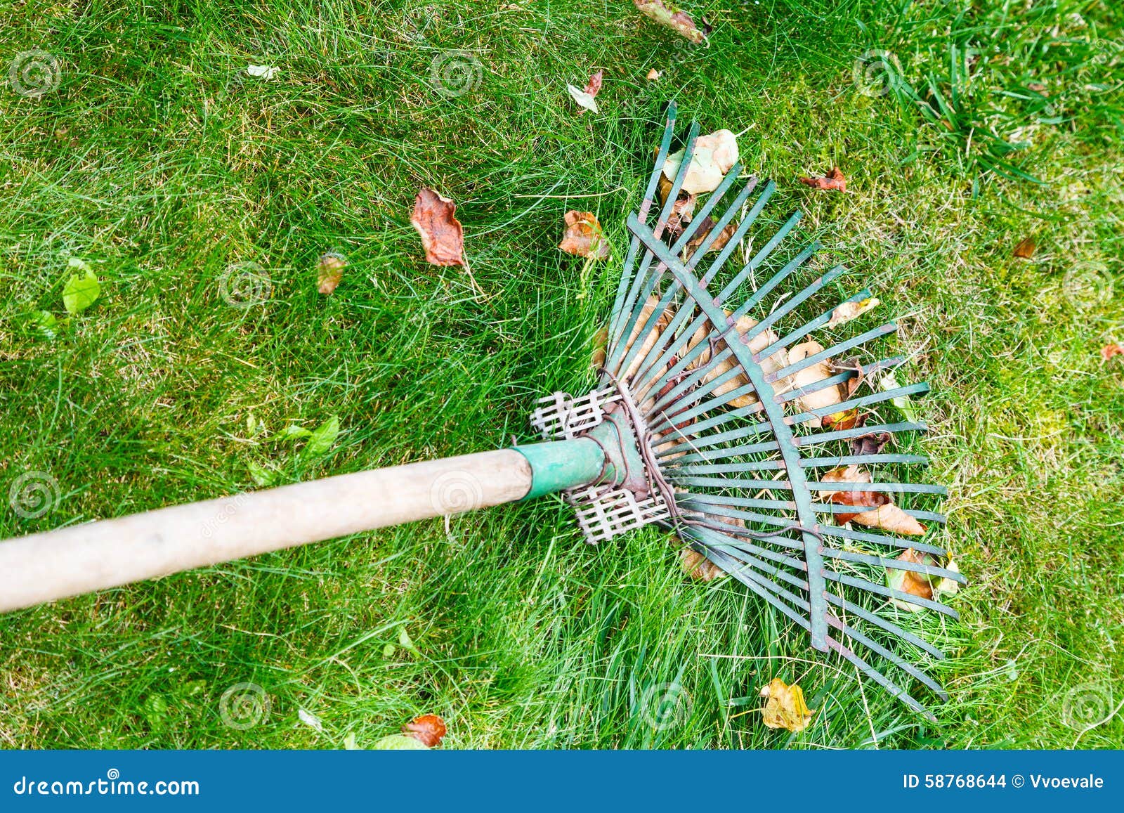 Raking Leaves from Lawn by Rake Stock Photo Image of season, autumn