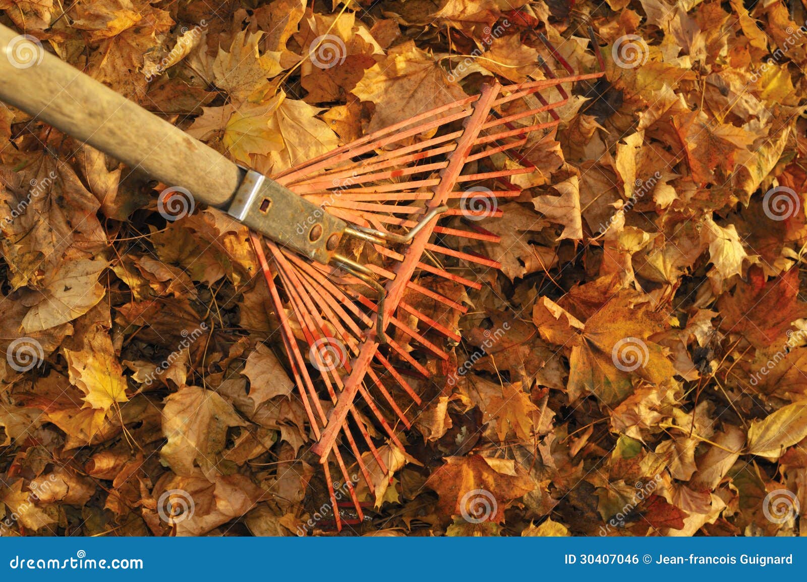 Raking Leaves Royalty Free Stock Image Image 30407046