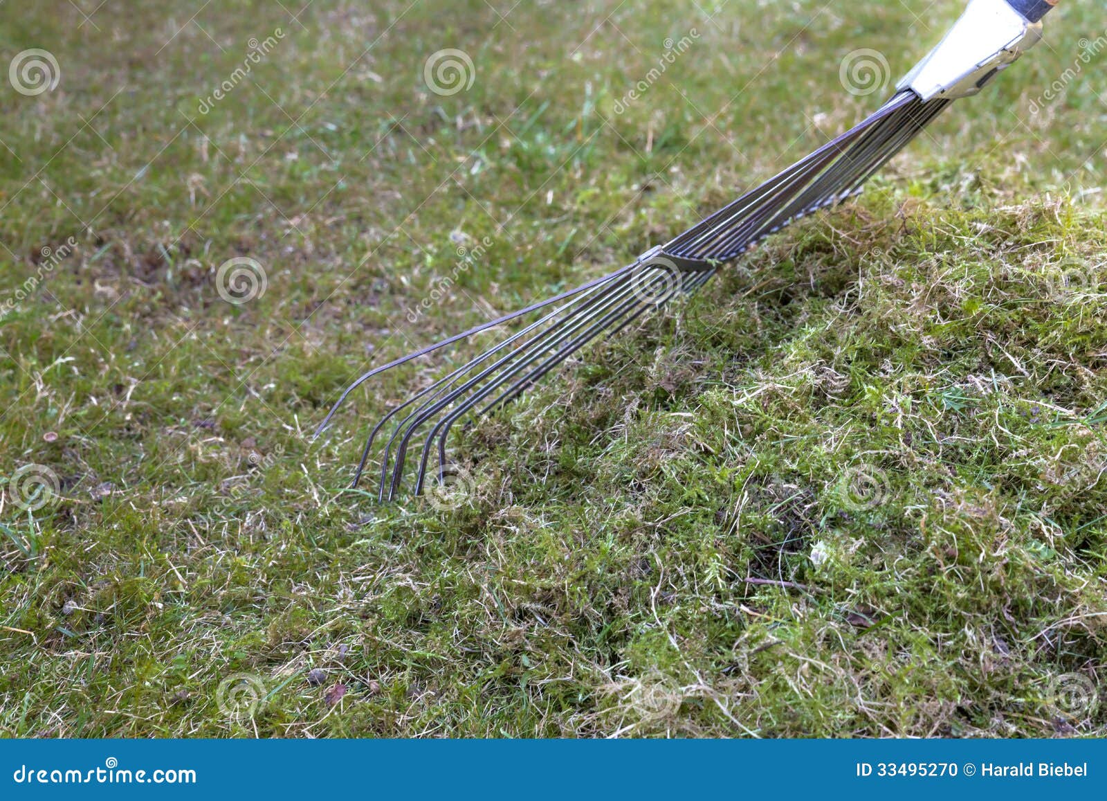 Raking moss on a lawn stock photo. Image of tools, green - 33495270