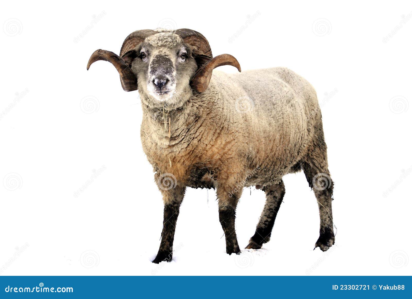 Ram stock image. Image of domestic, live, country, zoology - 23302721