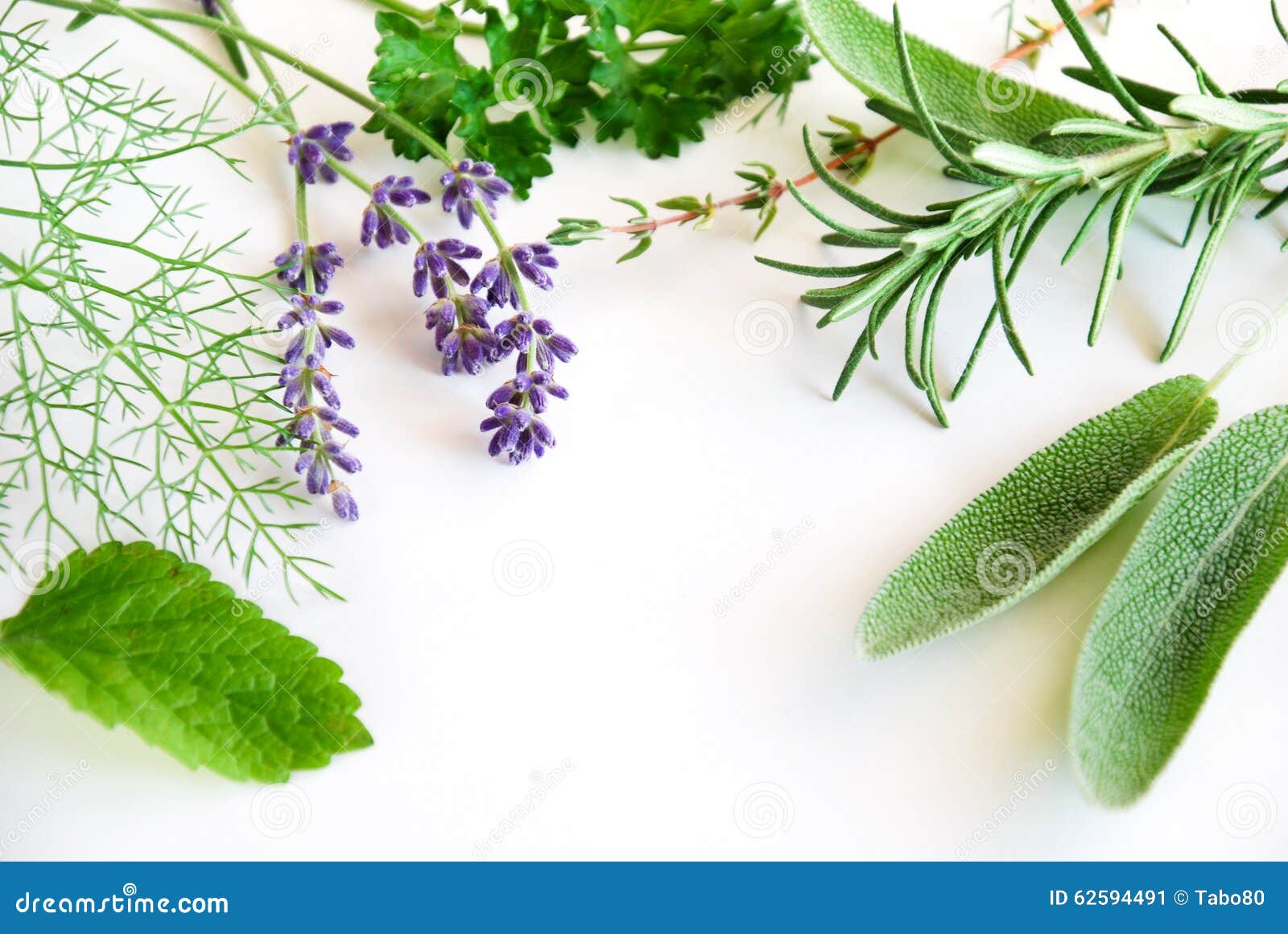 Ram av örter på vit bakgrund. Ramen av växt- sidor och lavendel blommar på vit bakgrund