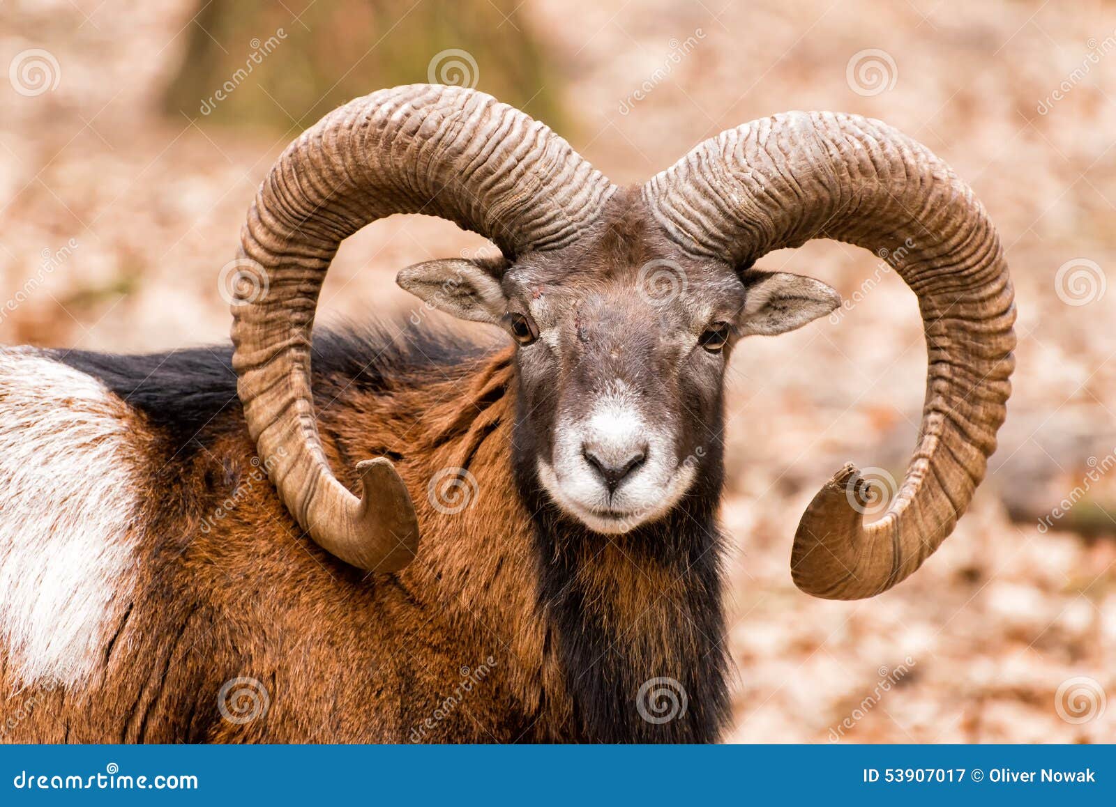 ram with big horns in the forest