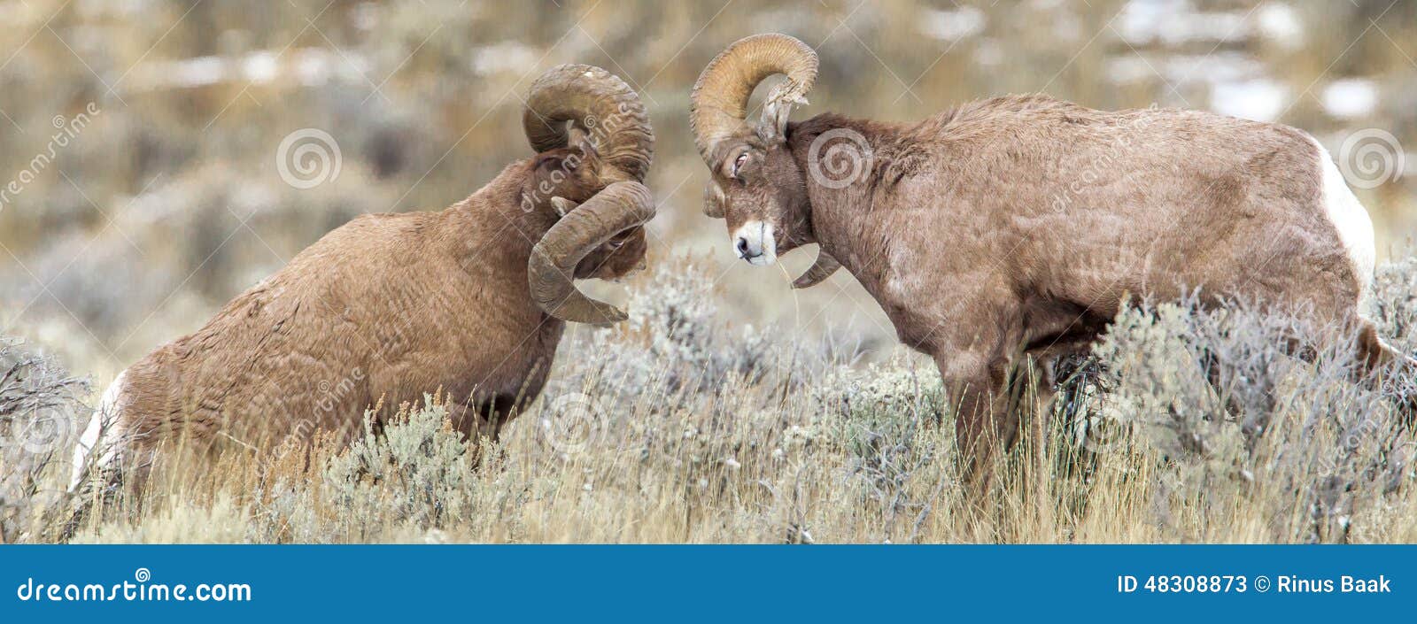 ram bighorn sheep