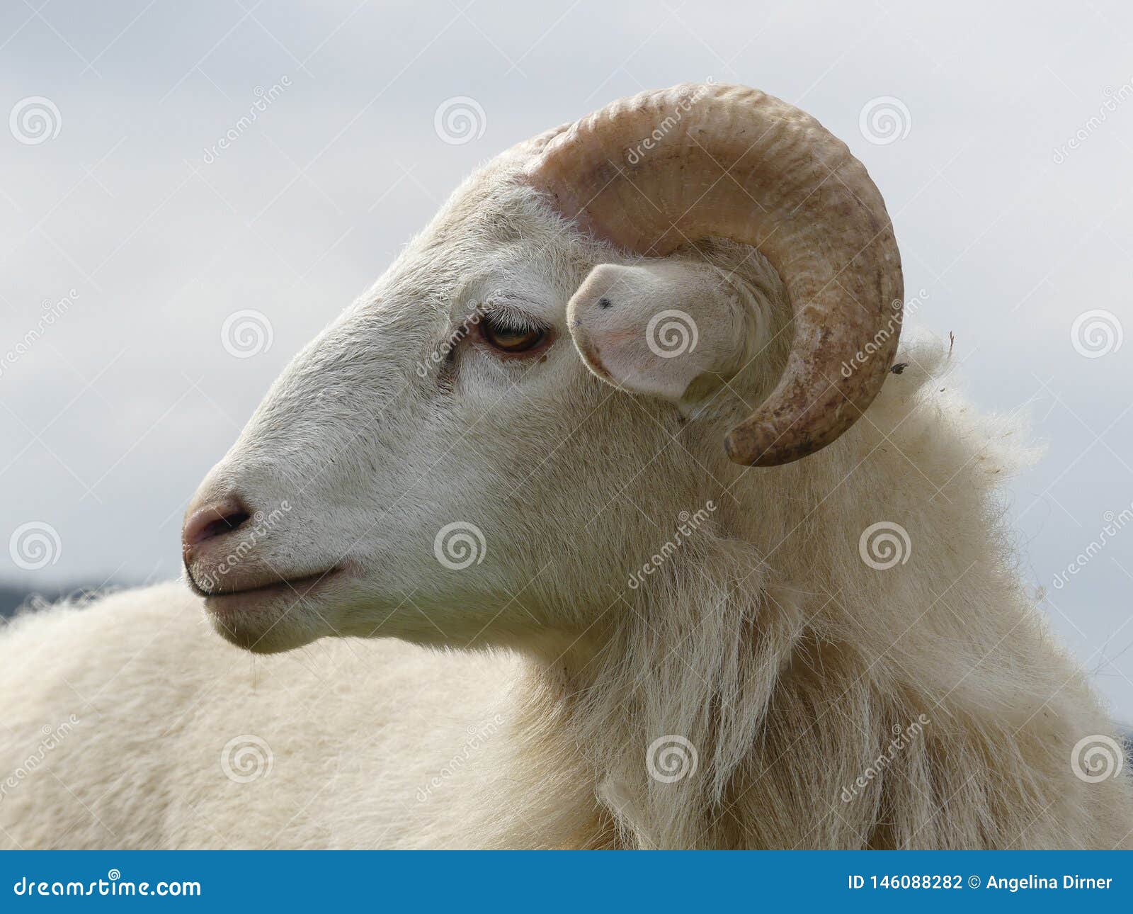 RAM Blanche De Moutons De Kamerun Photo stock - Image du ferme, cheveu:  146088282
