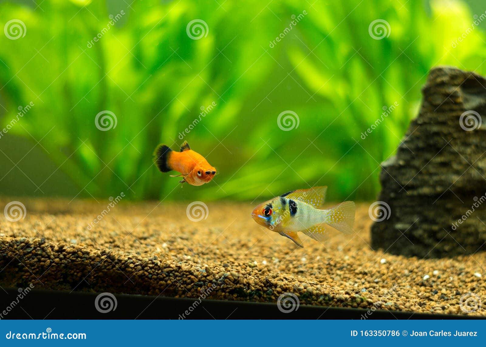 ram cichlid and platy fish tropical fishes on a fish tank