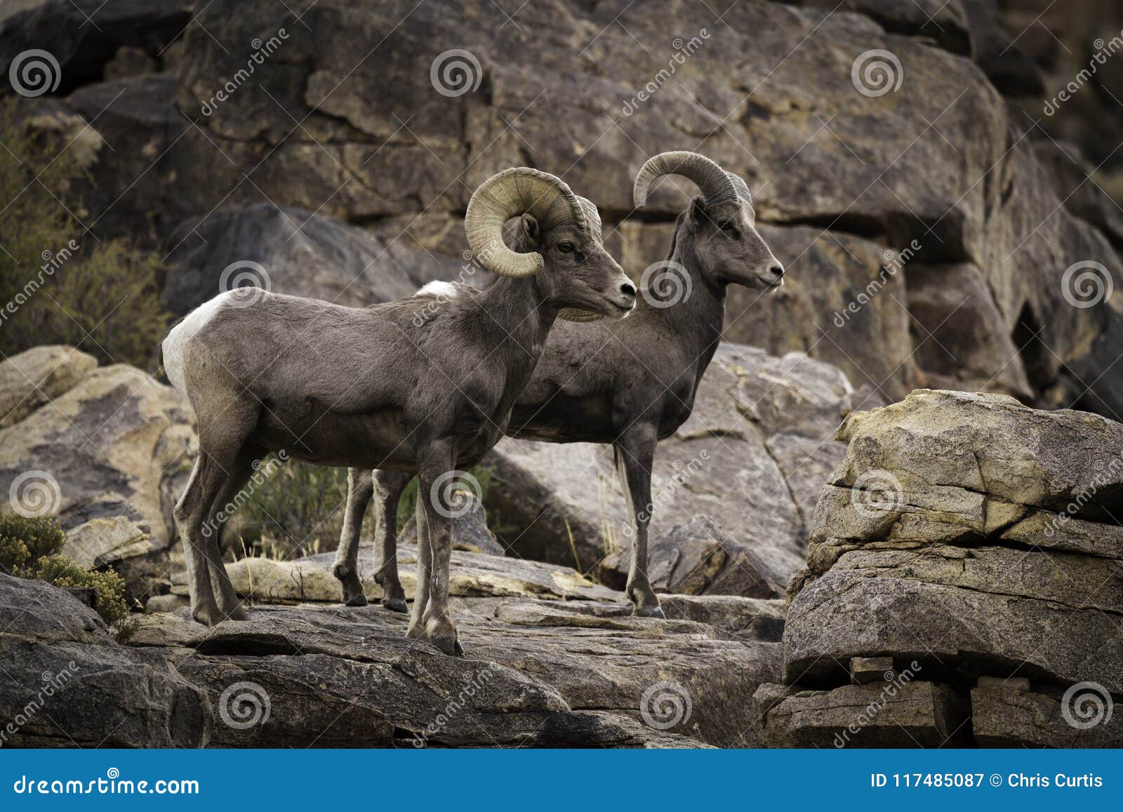 ram and ewe bighorn sheep pair in joshua tree national park