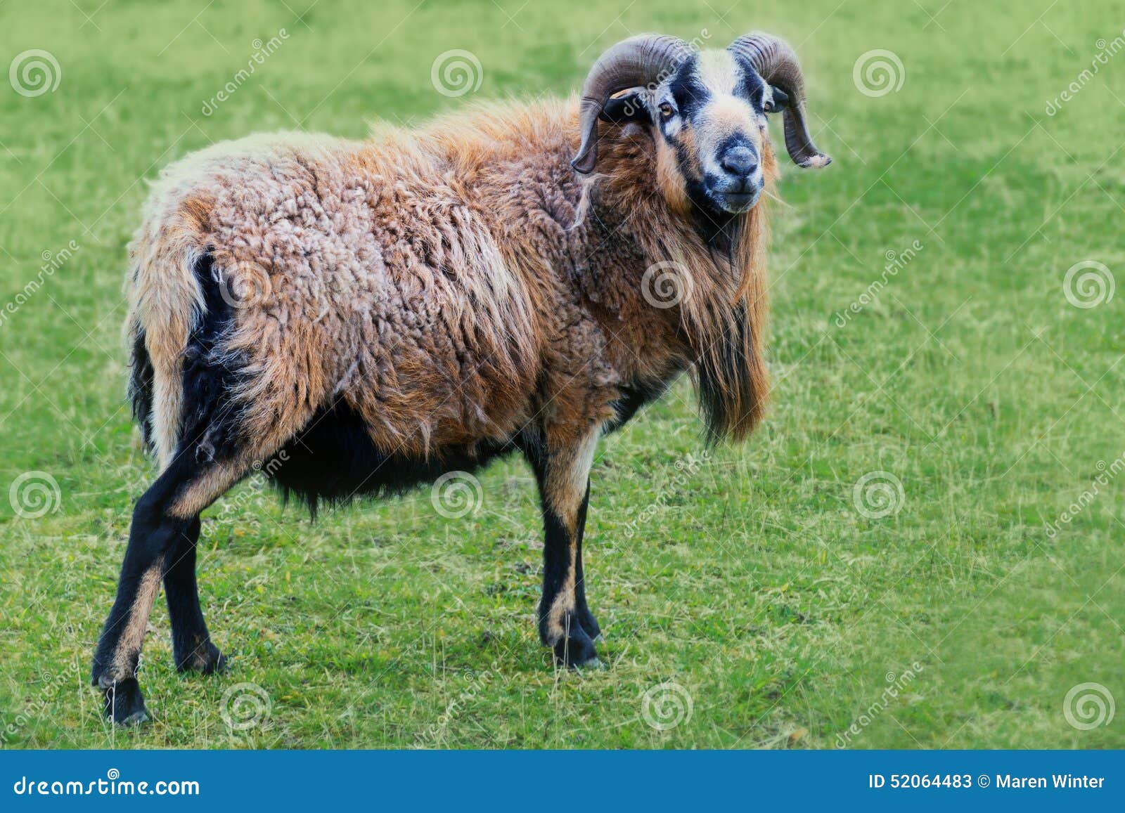 Ram with Horns and Long Fur on the Pasture Stock Image Image of horns, long 52064483
