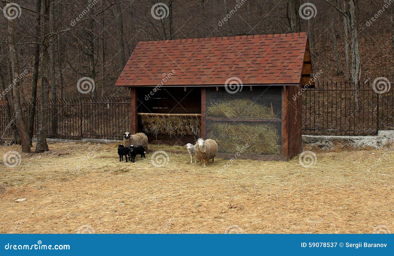 Ram, Sheep and Lambs Near Manger at the Farm Stock Image Image of
