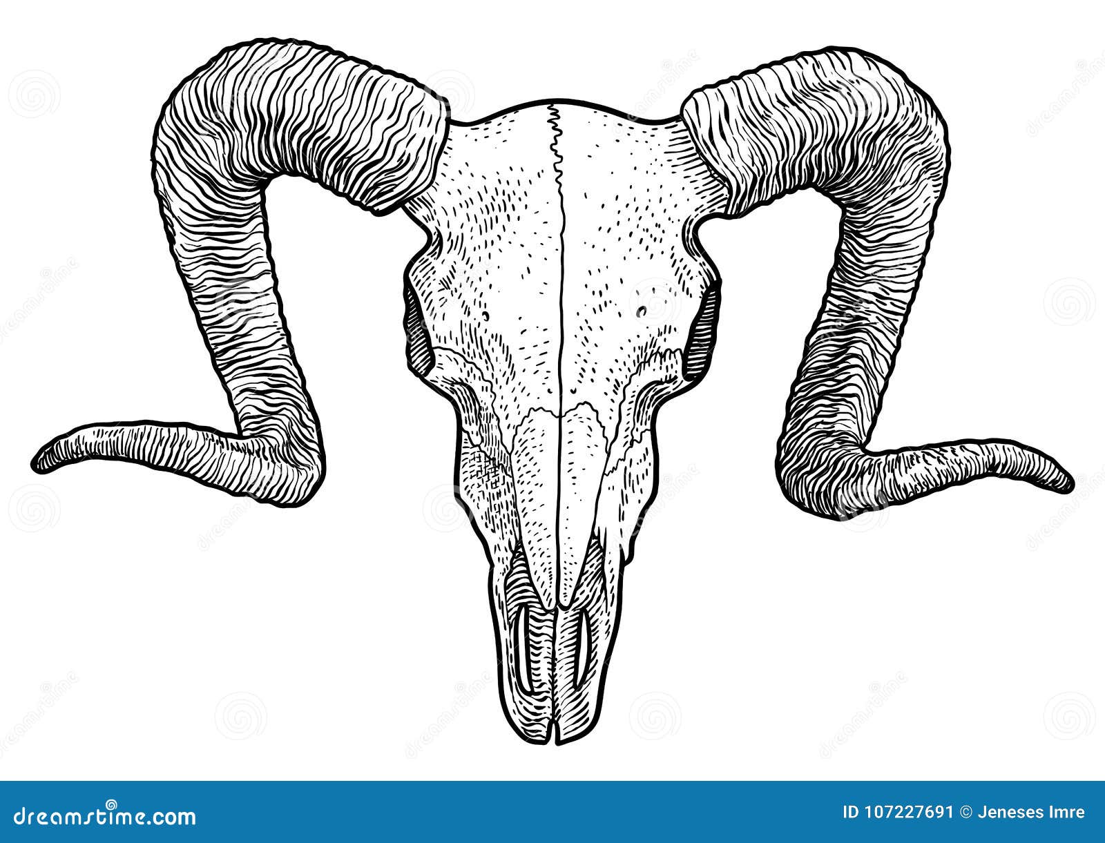 Ram Skull Illustration, Drawing, Engraving, Ink, Line Art, Vector Stock  Vector - Illustration of biology, contour: 107227691