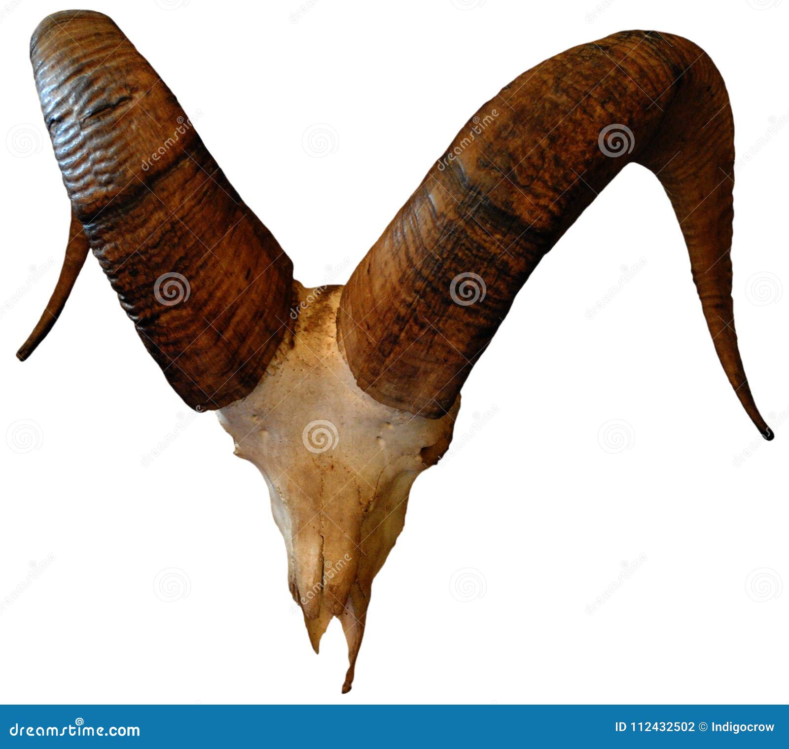 Ram Skull stock photo. Image of bones, also, background - 112432502