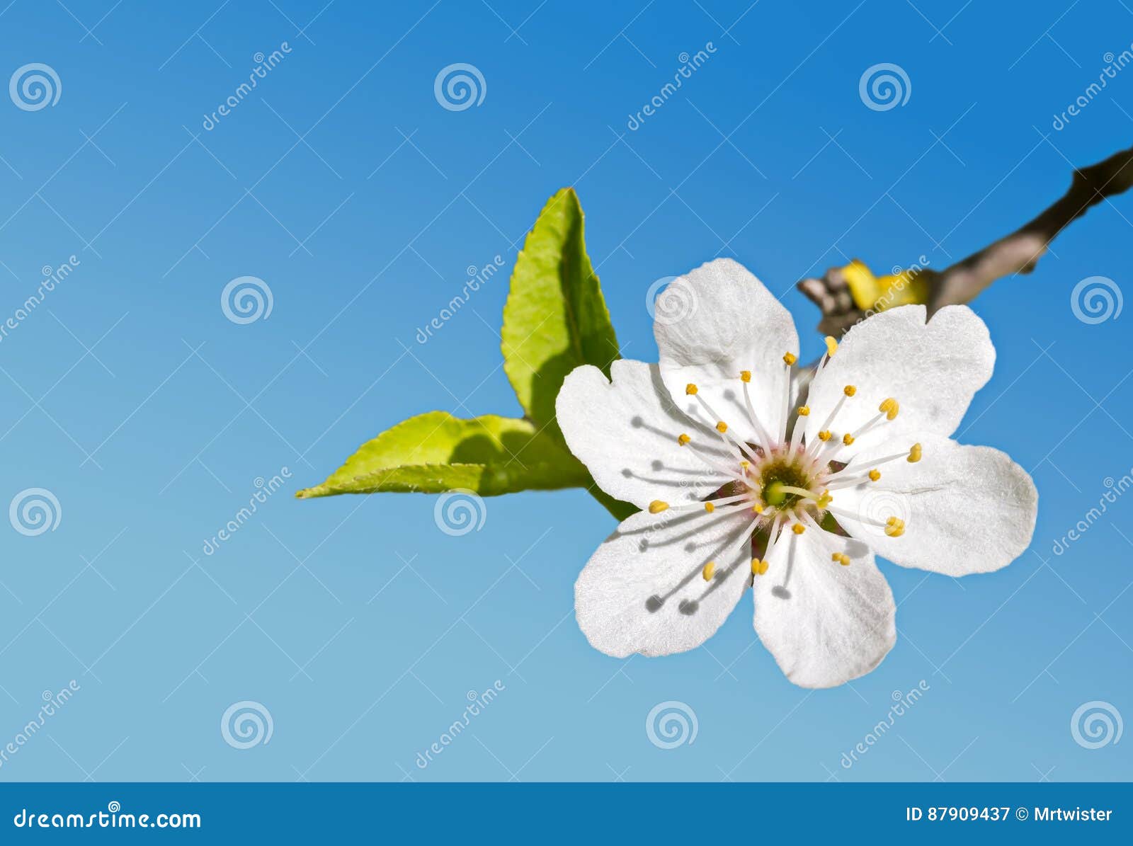 Rama De árbol Con Las Hojas Blancas De La Flor De Cerezo Y Del Verde Imagen  de archivo - Imagen de cereza, verde: 87909437