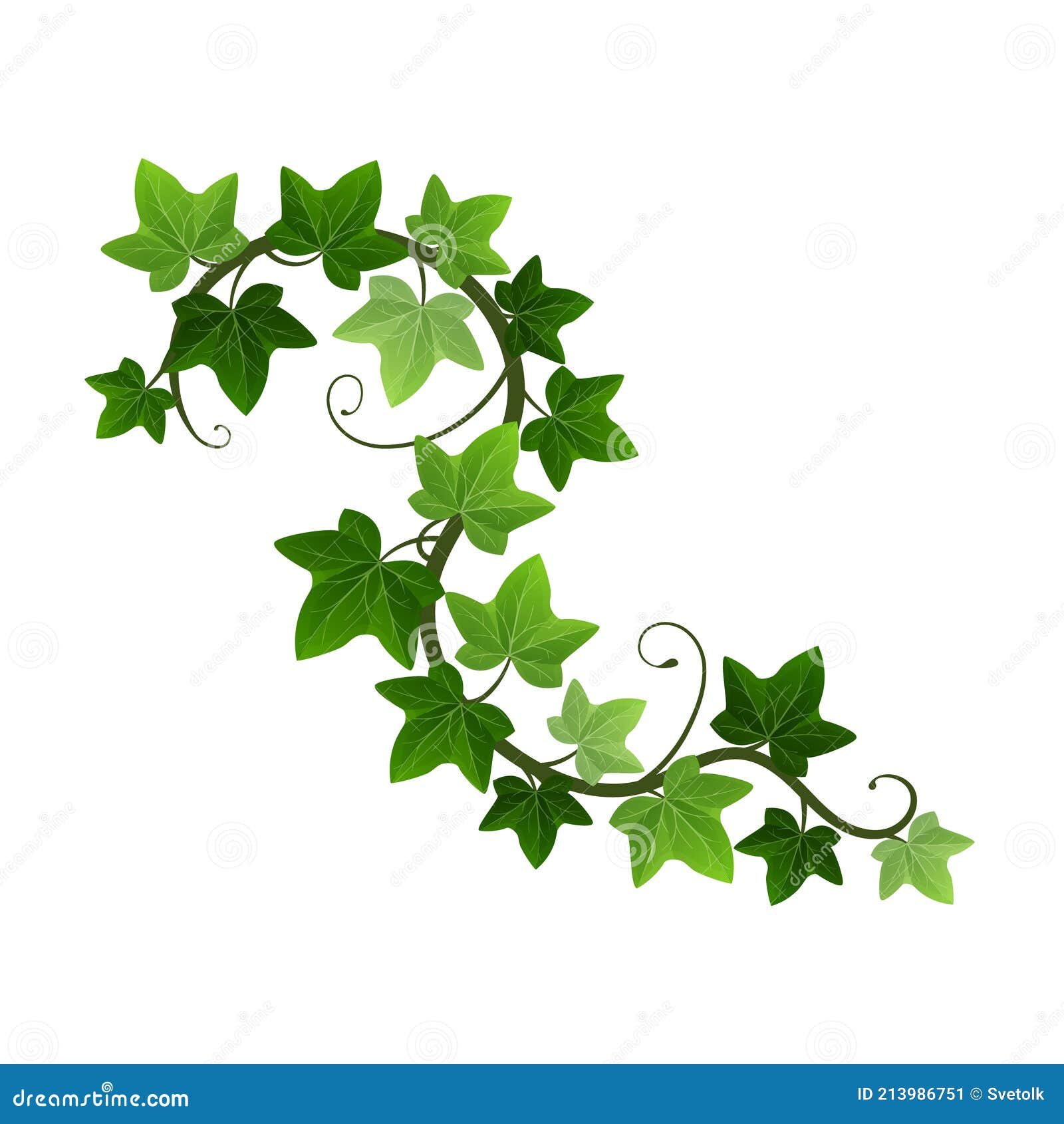 Rama De Hiedra Trepadora Verde Aislado Sobre Fondo Blanco. Elemento De Diseño Botánico De Vid Hedera. Vector Ilustración del Vector - Ilustración de flor, aislado: 213986751 Rama De Hiedra Trepadora Verde Aislado Sobre Fondo Blanco. Elemento De Diseño Botánico De Vid Hedera. Vector Ilustración del Vector - Ilustración de flor, aislado: 213986751
