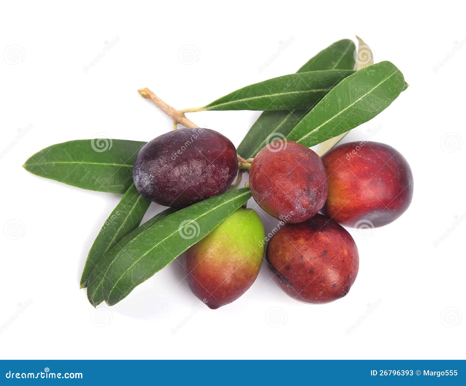 Rama De Olivo Con Las Hojas Imagen de archivo Imagen de ingrediente