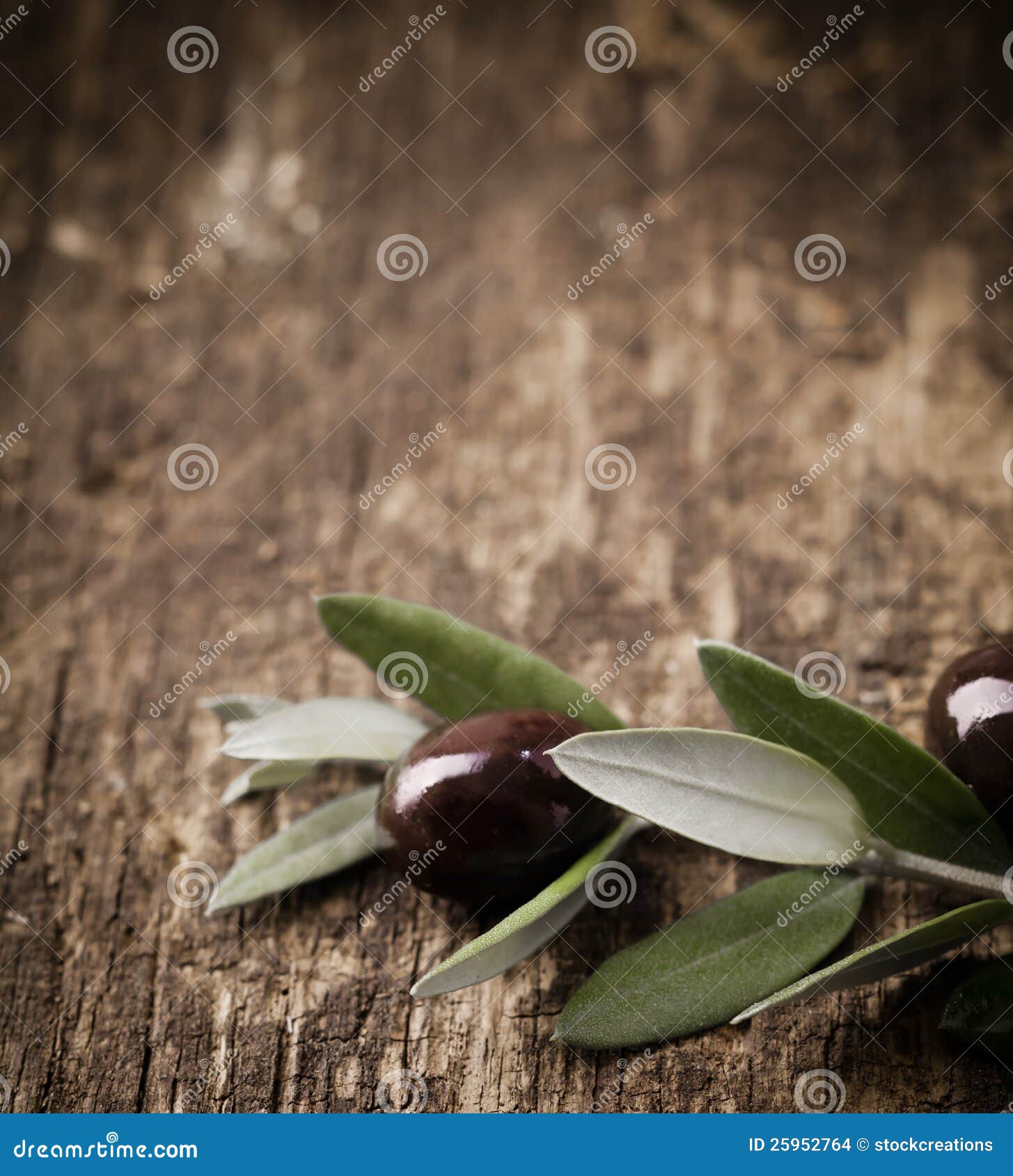 Rama de olivo negra foto de archivo. Imagen de cocina 25952764