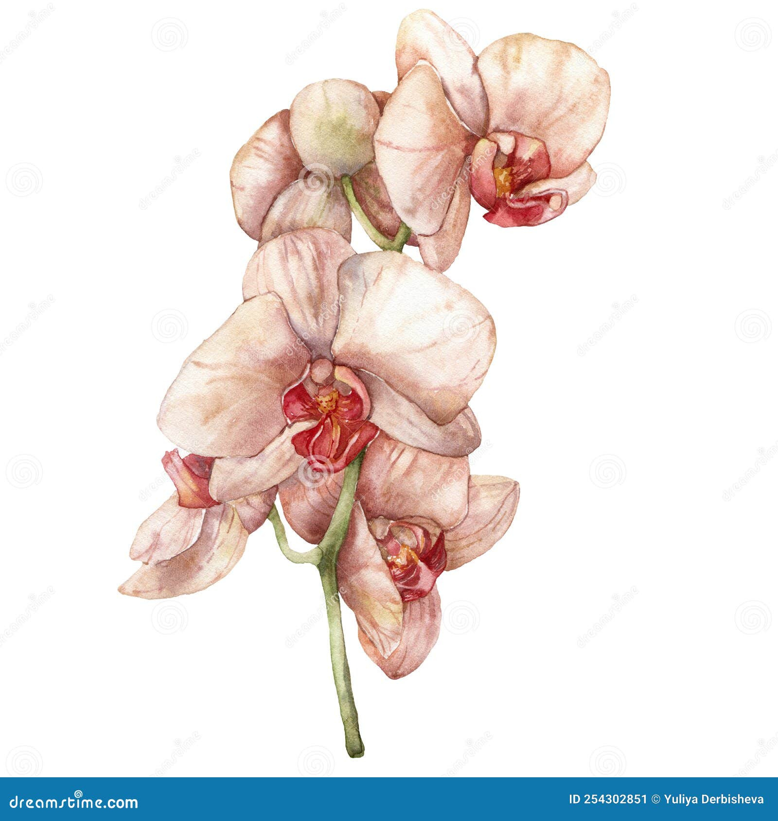 Rama De Orquídea De Acuarela. Flor Pintada a Mano Aislada De Fondo Blanco.  Ilustración De Vacaciones Para Impresión De Diseño Imagen de archivo -  Imagen de exterior, campo: 254302851