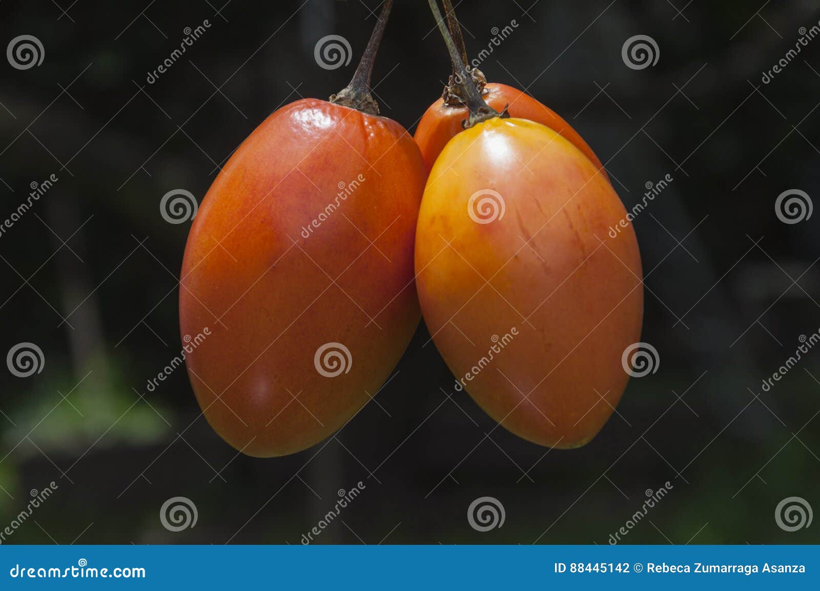 rama de tomate de ÃÂ¡rbol