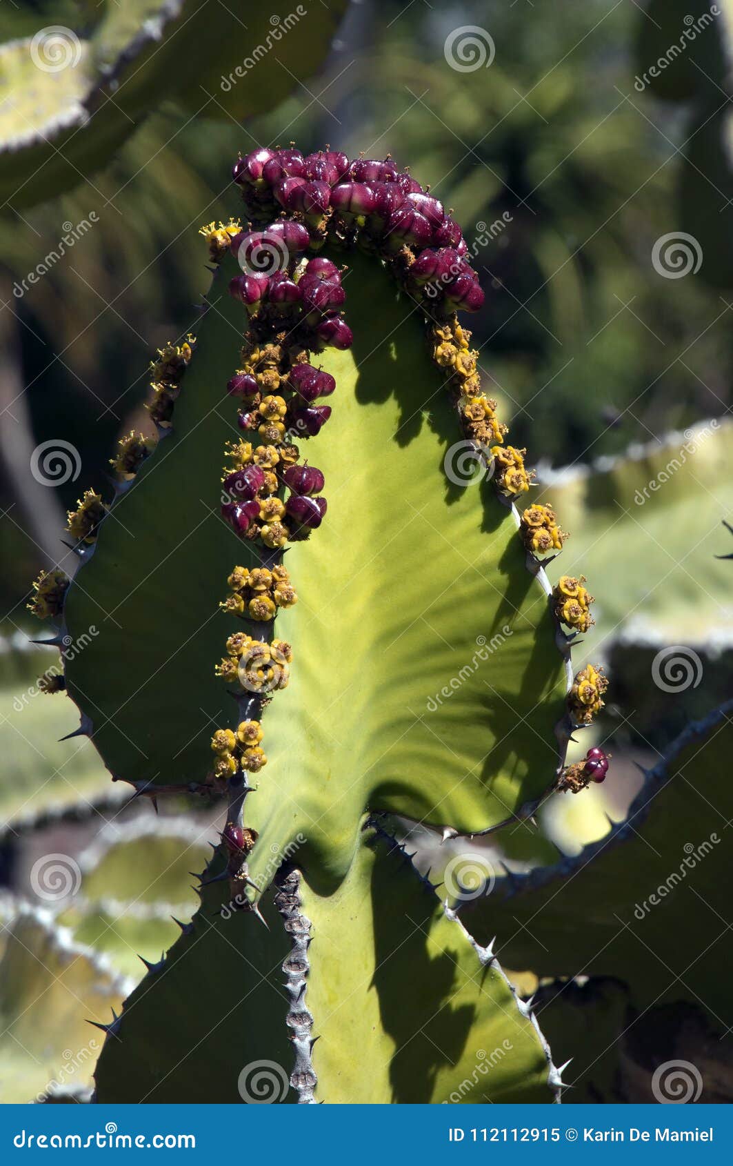 Rama Del árbol De Los Candelabros De Transvaal Con Las Flores Y La Fruta  Amarillas Imagen de archivo - Imagen de reserva, cactos: 112112915
