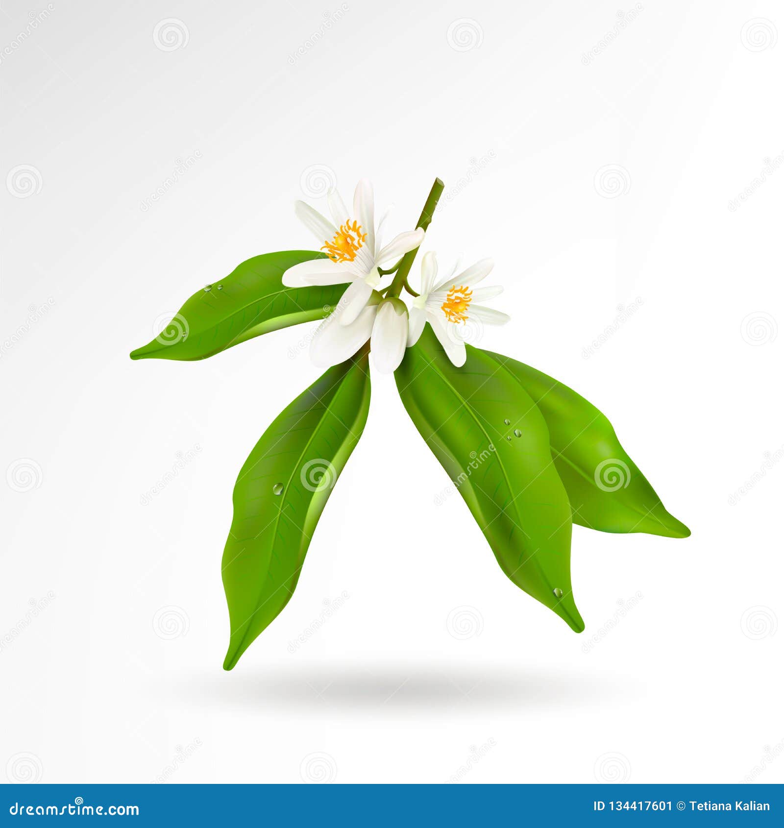 Rama floreciente de la planta de la fruta cítrica con las flores, los brotes y las hojas verdes aislados en el fondo blanco Vecto. Rama floreciente de la planta de la fruta cítrica con las flores, los brotes y las hojas verdes aislados en el fondo blanco Ilustración realista del vector