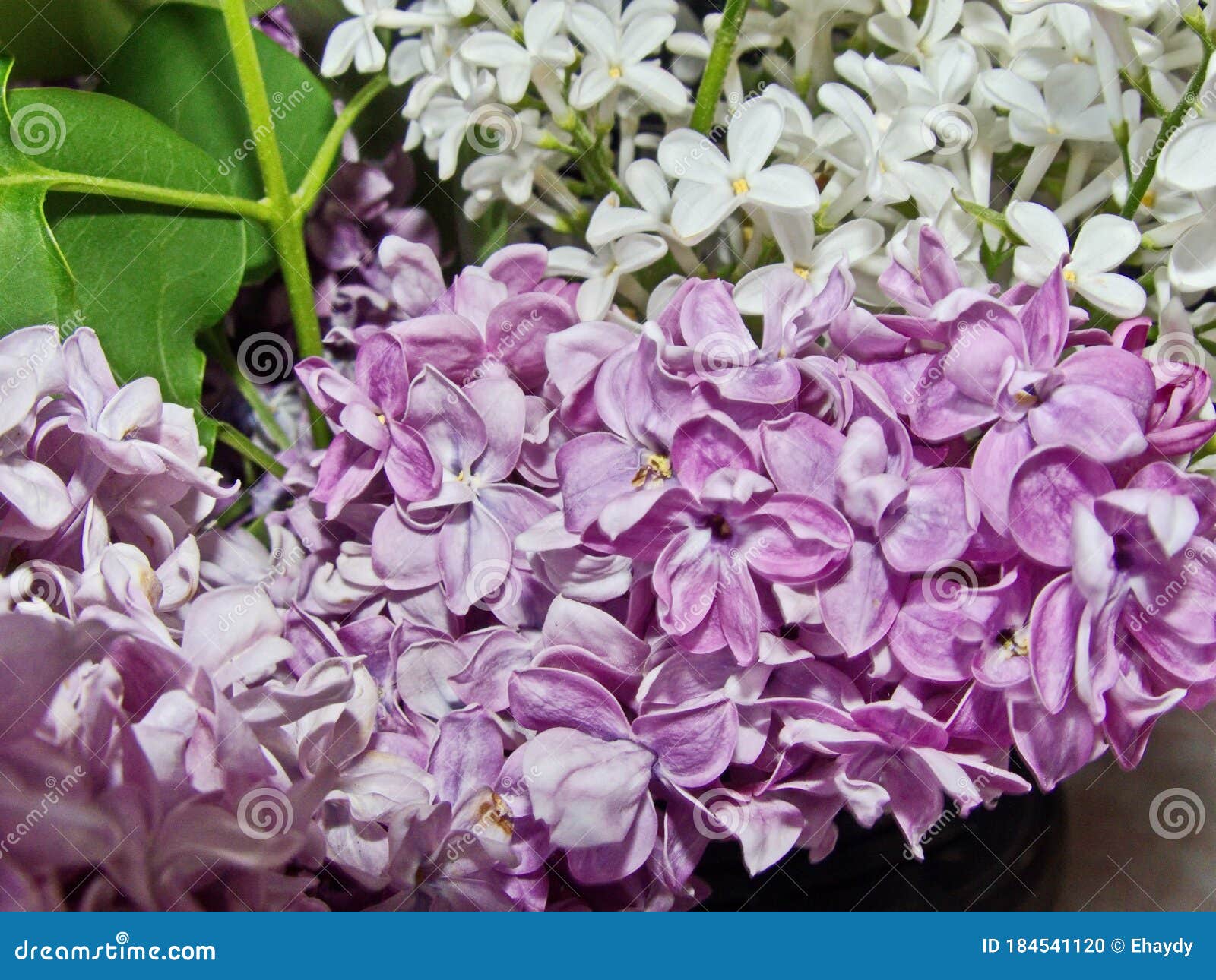 Rama Lilac Bellas Flores. Flor De Primavera. Todos Los Tipos De Lilas En  Hermosos Colores, Por Lo Que Se Crían En Jardines. Foto de archivo - Imagen  de belleza, flor: 184541120