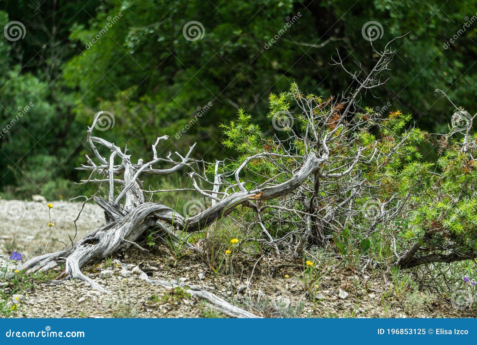rama seca con curiosas formas en el suelo de un claro de un frondoso bosque