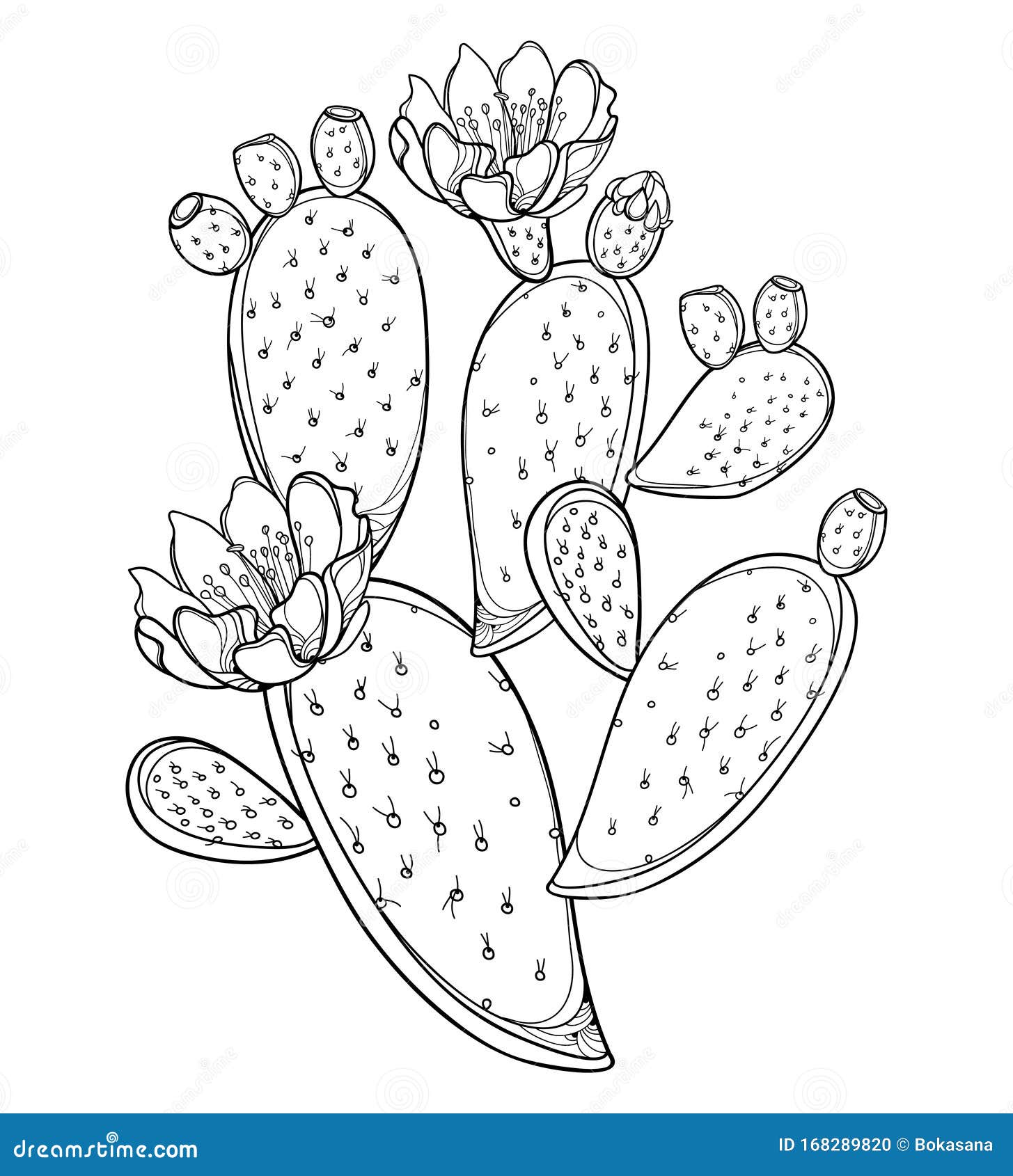 Ilustração Do Houseplant Do Cacto Linha Arte Do Vetor Do Opuntia Página  Adulta Do Livro Para Colorir Ilustração do Vetor - Ilustração de flor,  desenhado: 128448835