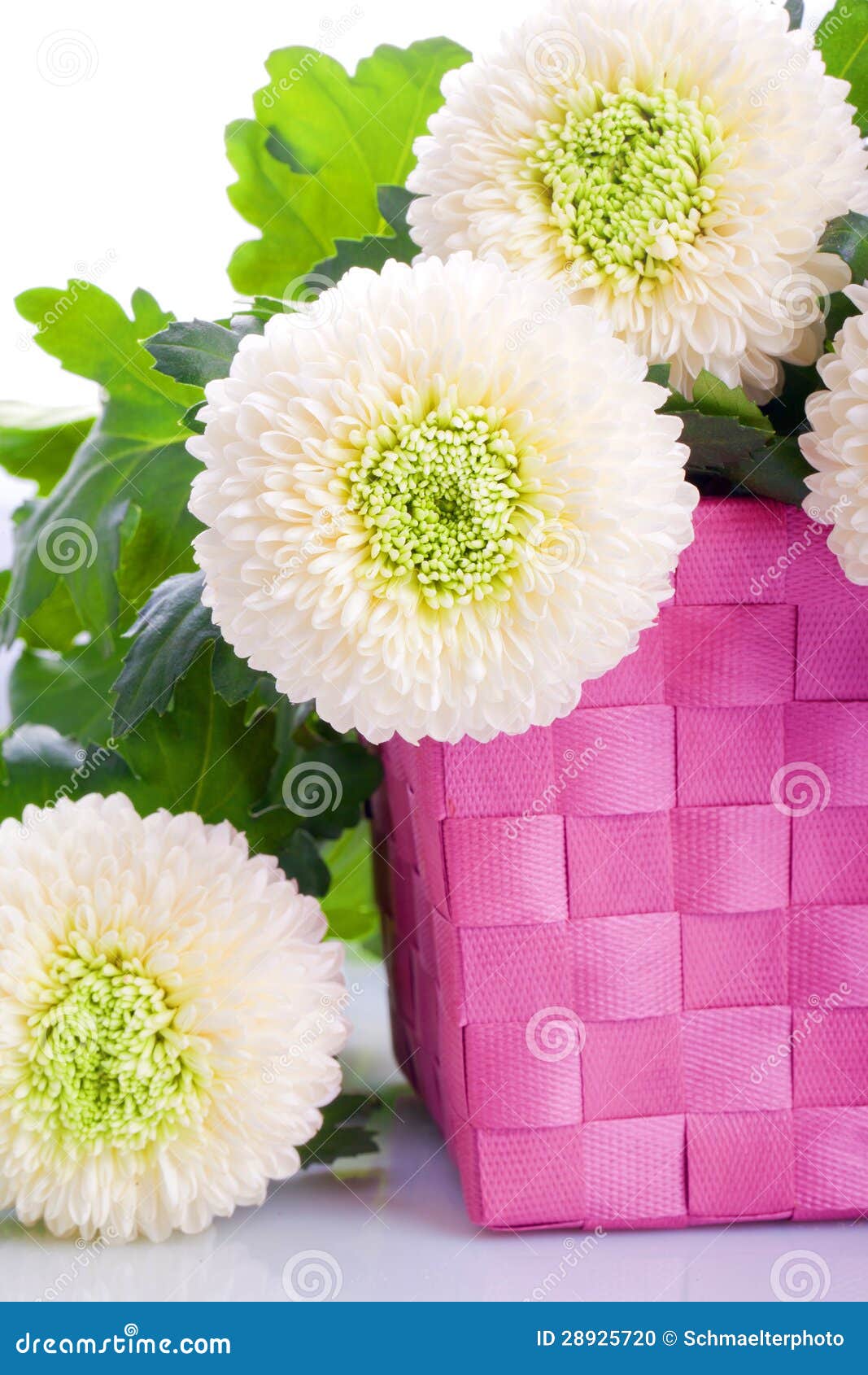 Ramalhete Branco Da Flor Do Cravo-de-defunto Foto de Stock - Imagem de  planta, cravo: 28925720