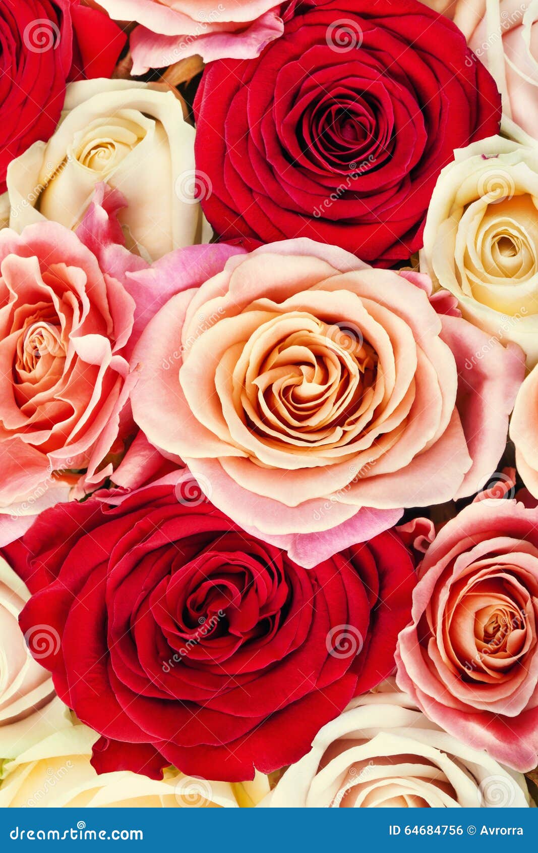 Ramalhete Colorido Brilhante Das Rosas Flores Naturais Foto de Stock -  Imagem de textura, vermelho: 64684756