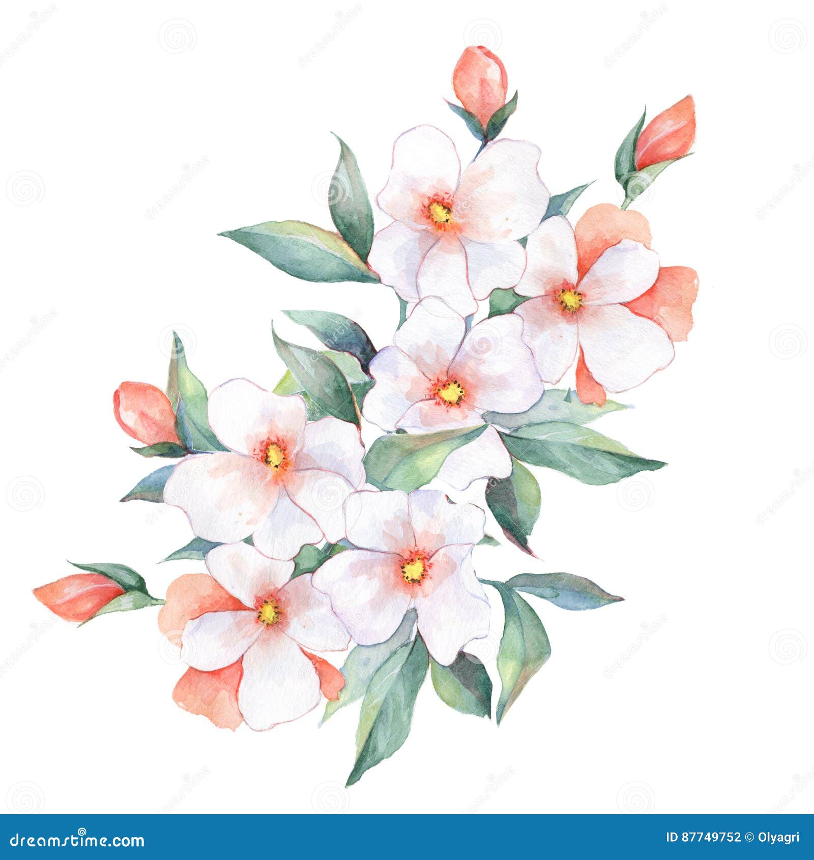 Ramalhete Da Aquarela Flores Brancas Ilustracao Stock Ilustracao De Flores Brancas 87749752