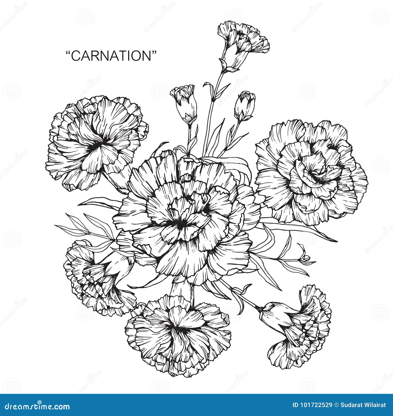 Aquarela Poinsétia Flor De Natal PNG , Poinsétia Aquarela, Flor De Natal,  Poinsétia PNG Imagem para download gratuito, image size:1600x1690