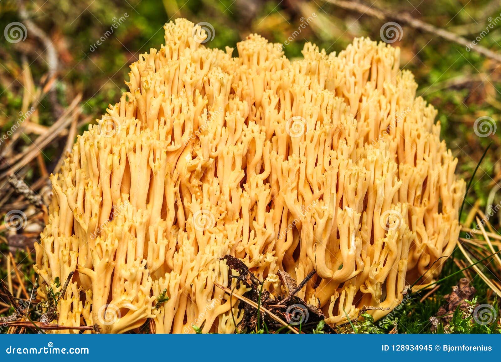 Ramaria Flava