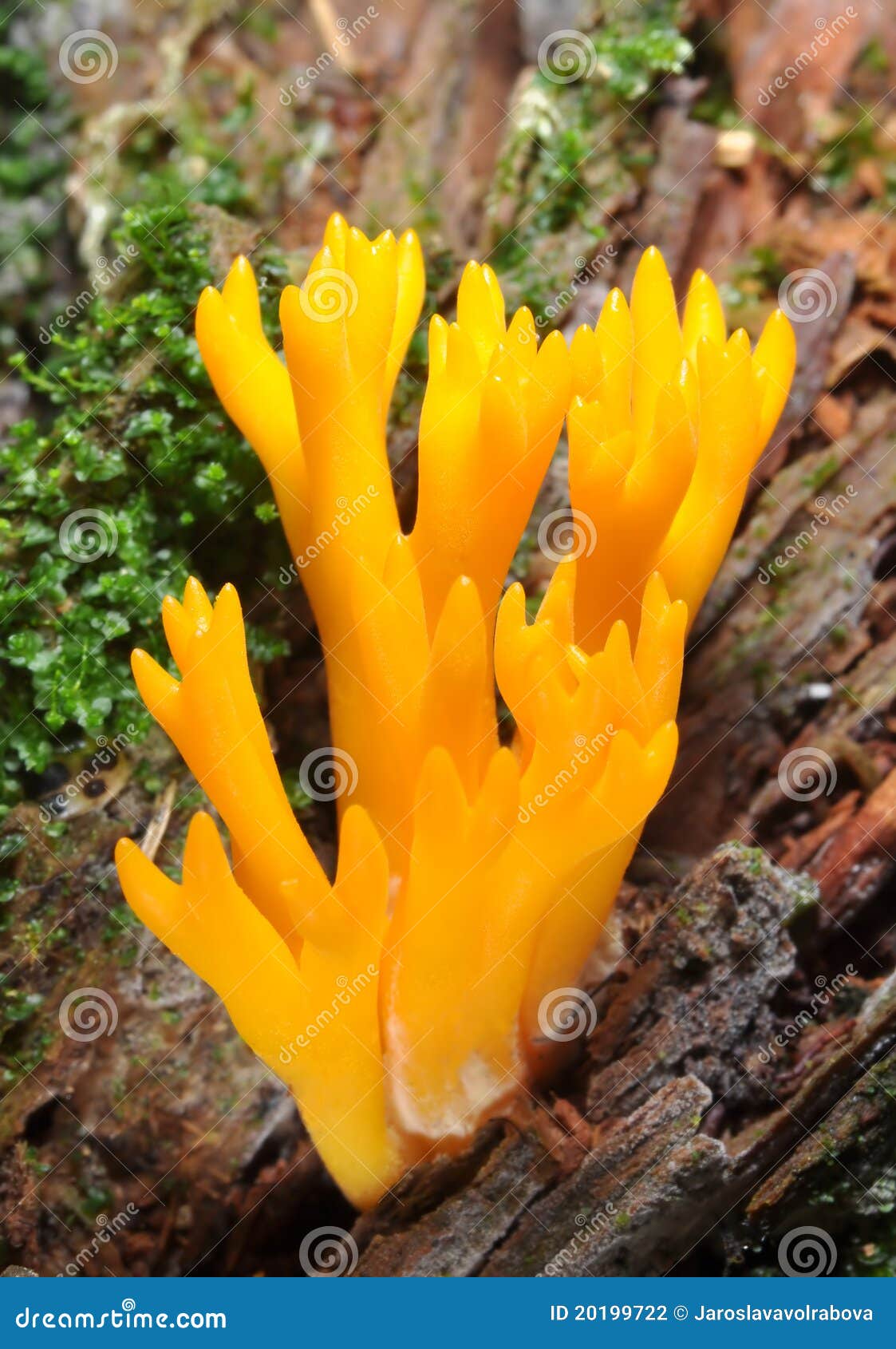 Ramaria formosa. красивейшее ramaria гриба formosa коралла