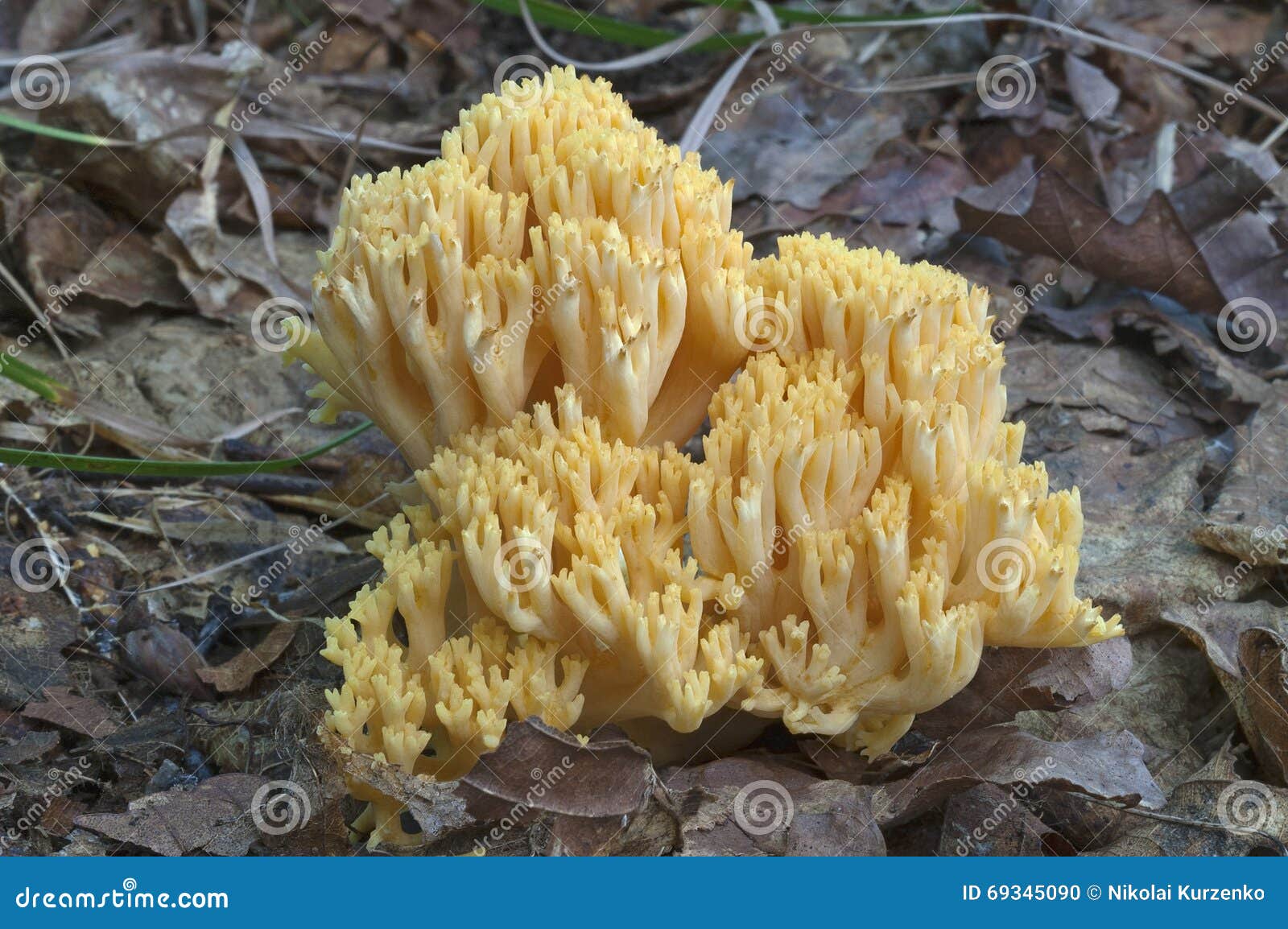 ramaria obtusissima mushroom