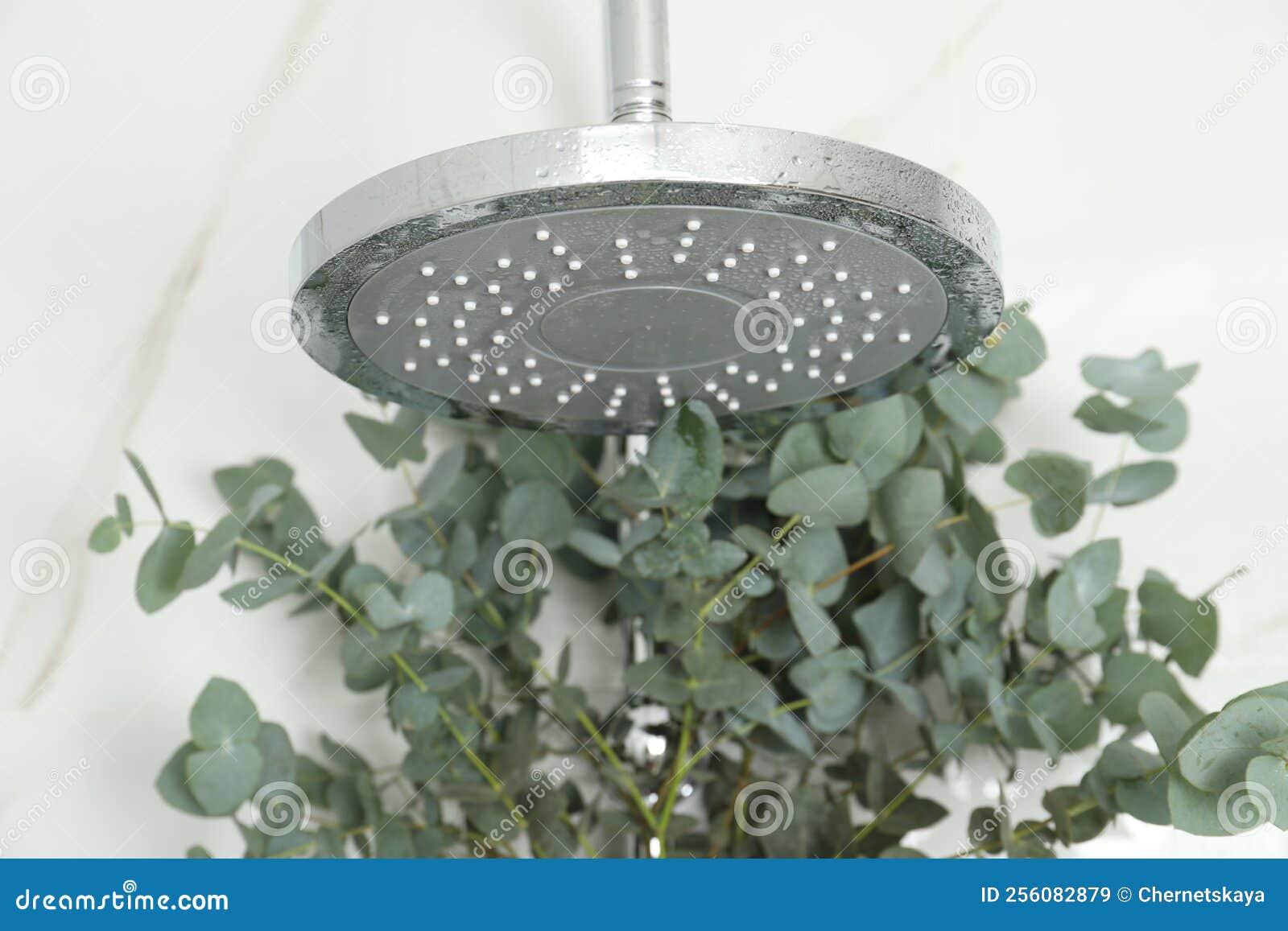 Ramas Con Hojas De Eucalipto Verde En La Ducha Imagen de archivo