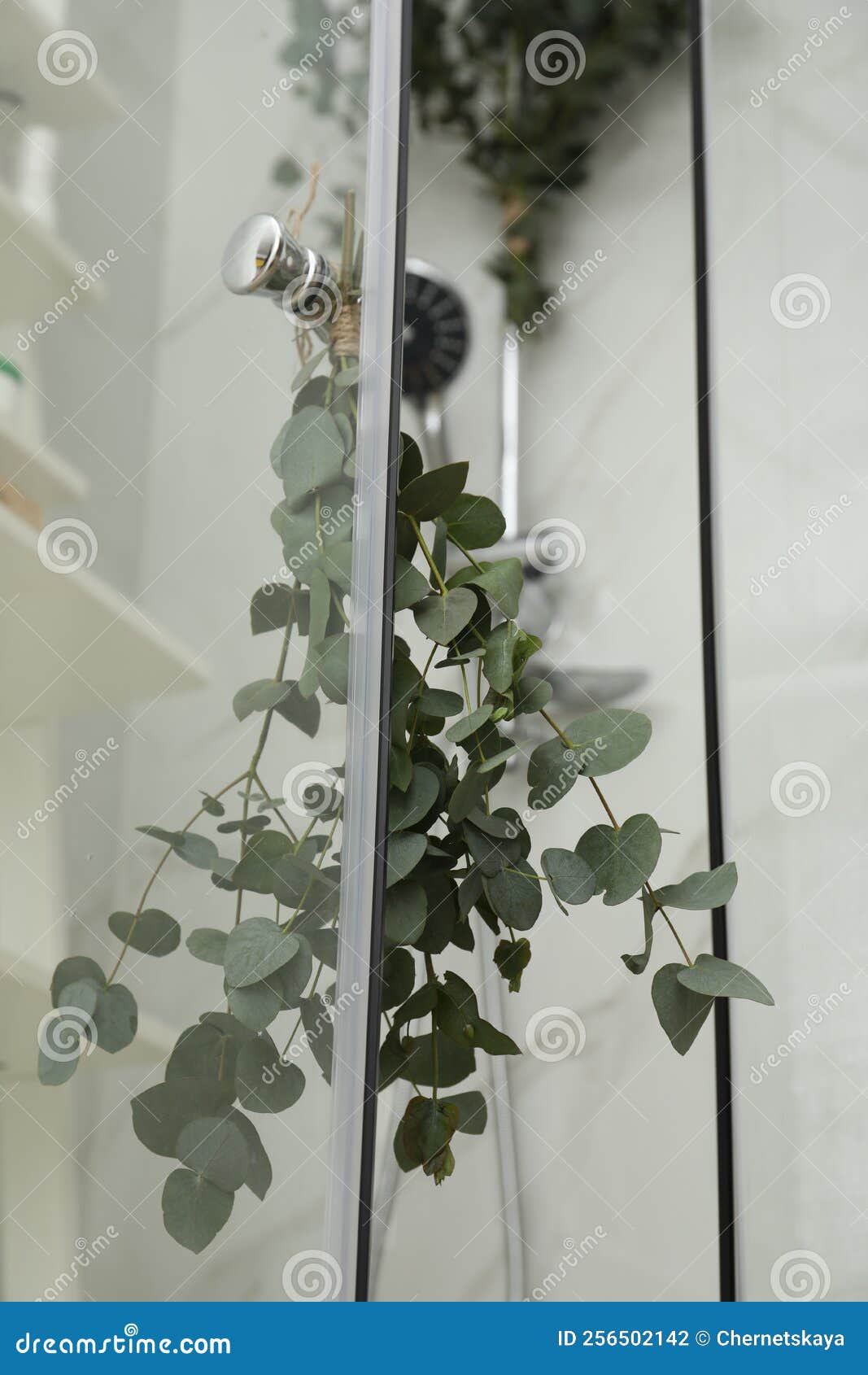Ramas Con Hojas De Eucalipto Verde En La Ducha Foto de archivo Imagen