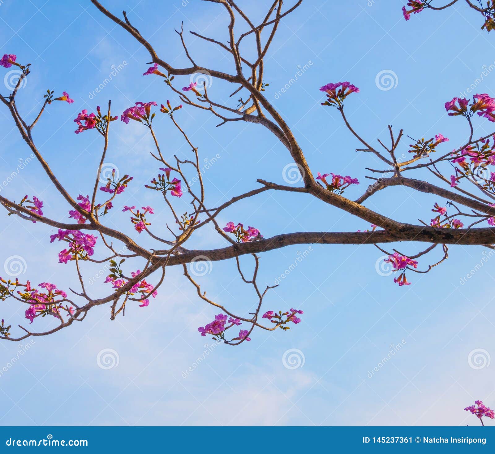 Ramas De árbol Florecientes Hermosas De Trompeta Imagen de archivo - Imagen  de planta, flor: 145237361