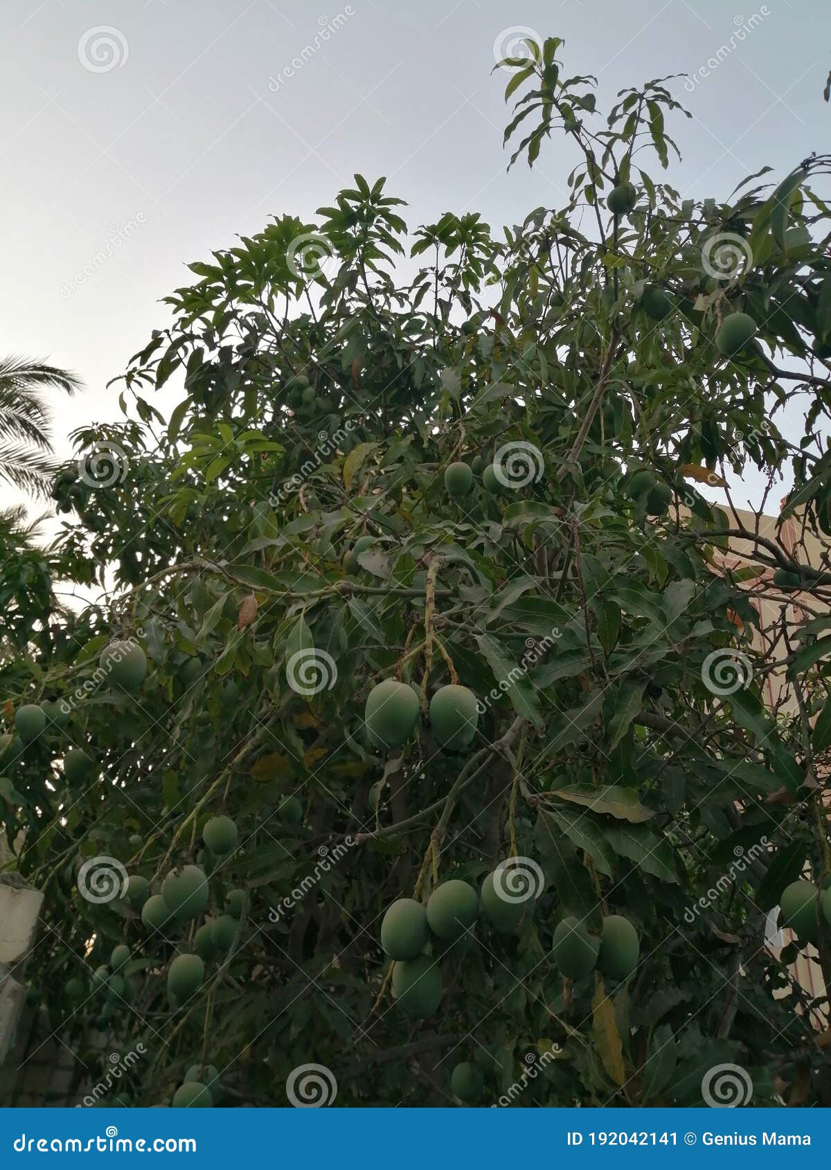 Ramas De árboles Del Mango Colgando Fruta De Los Mangos En El Jardín  Egipcio Sol Y Maravillosa Vista Imagen de archivo - Imagen de selva,  colgante: 192042141
