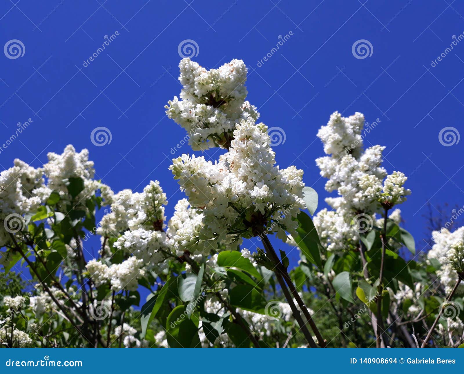 Ramas De Las Flores Blancas De La Lila Contra El Cielo Azul Foto de archivo  - Imagen de decorativo, travieso: 140908694