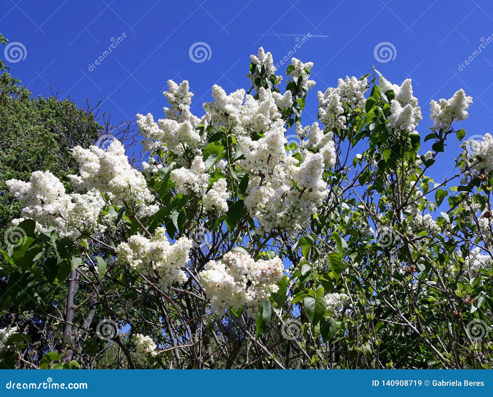 Ramas De Las Flores Blancas De La Lila Contra El Cielo Azul Imagen de  archivo - Imagen de género, floral: 140908719