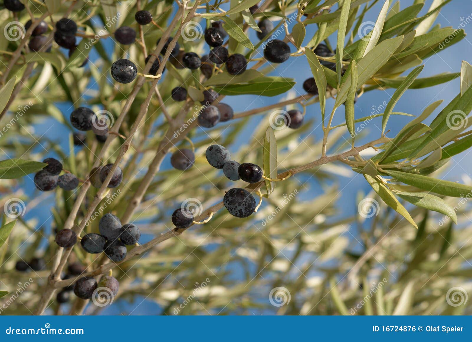 Ramas de olivo foto de archivo. Imagen de ramificaciones 16724876