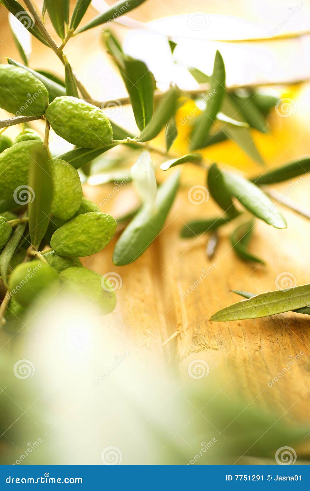 Ramas de olivo imagen de archivo. Imagen de ramificaciones 7751291