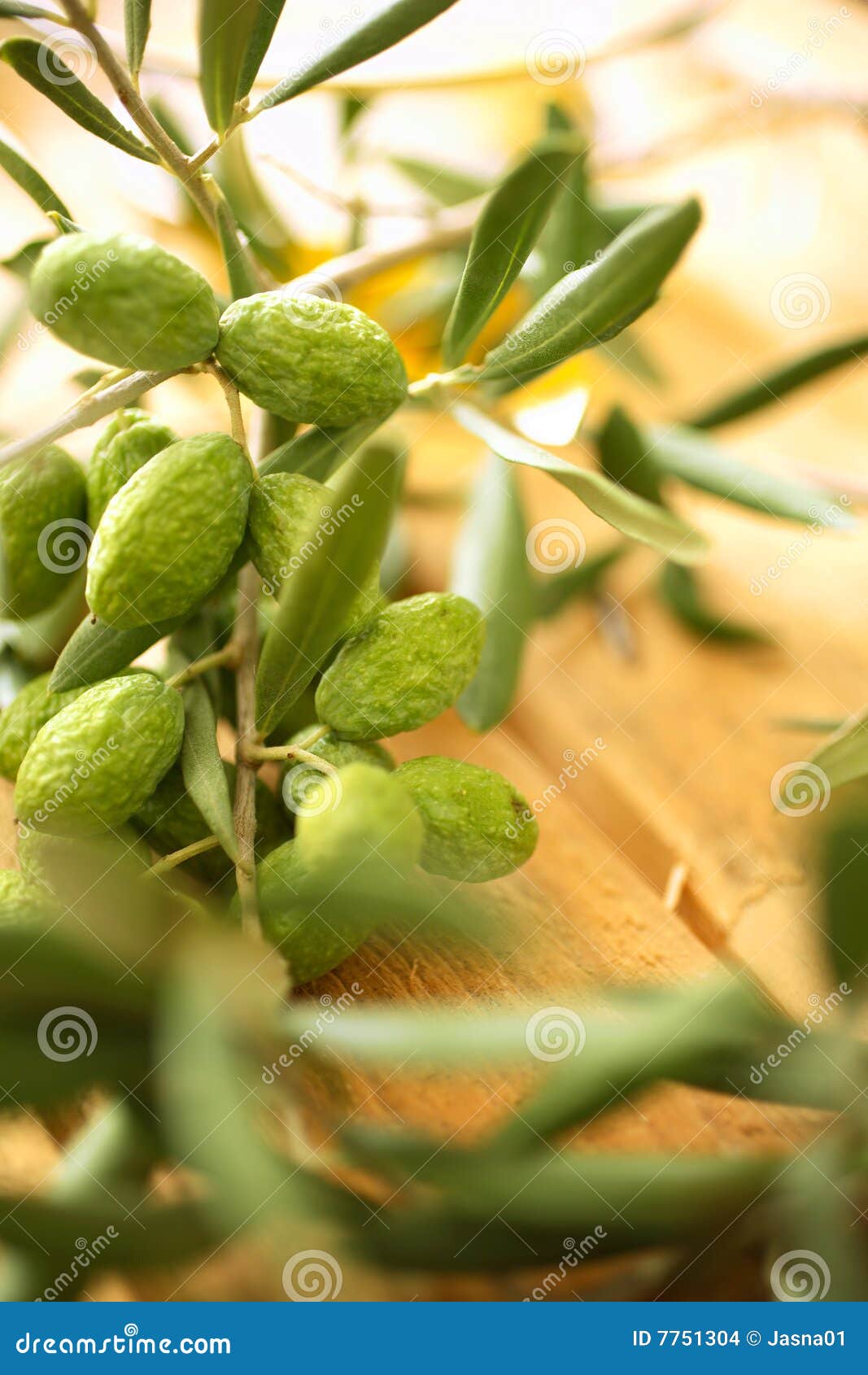 Ramas de olivo foto de archivo. Imagen de ramificaciones 7751304