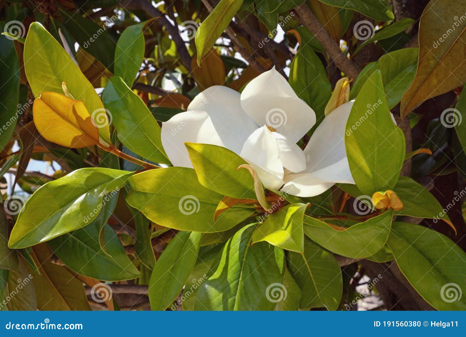 Ramas Del árbol De Magnolia Del Sur Con Hojas Y Flores Foto de archivo -  Imagen de resorte, primavera: 191560380