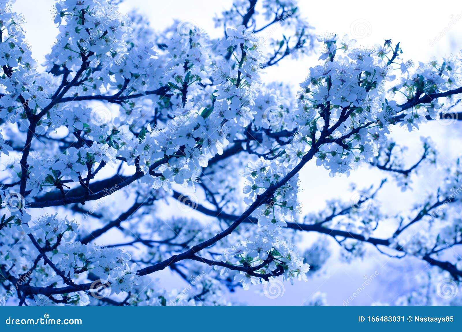 Recopilación imagen 200 flor de cerezo azul