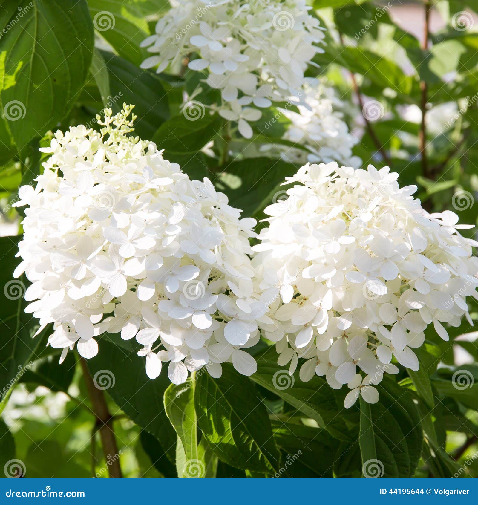 Ramas Del Arbusto De La Hortensia Con Las Flores Blancas Foto de archivo -  Imagen de floral, arbusto: 44195644