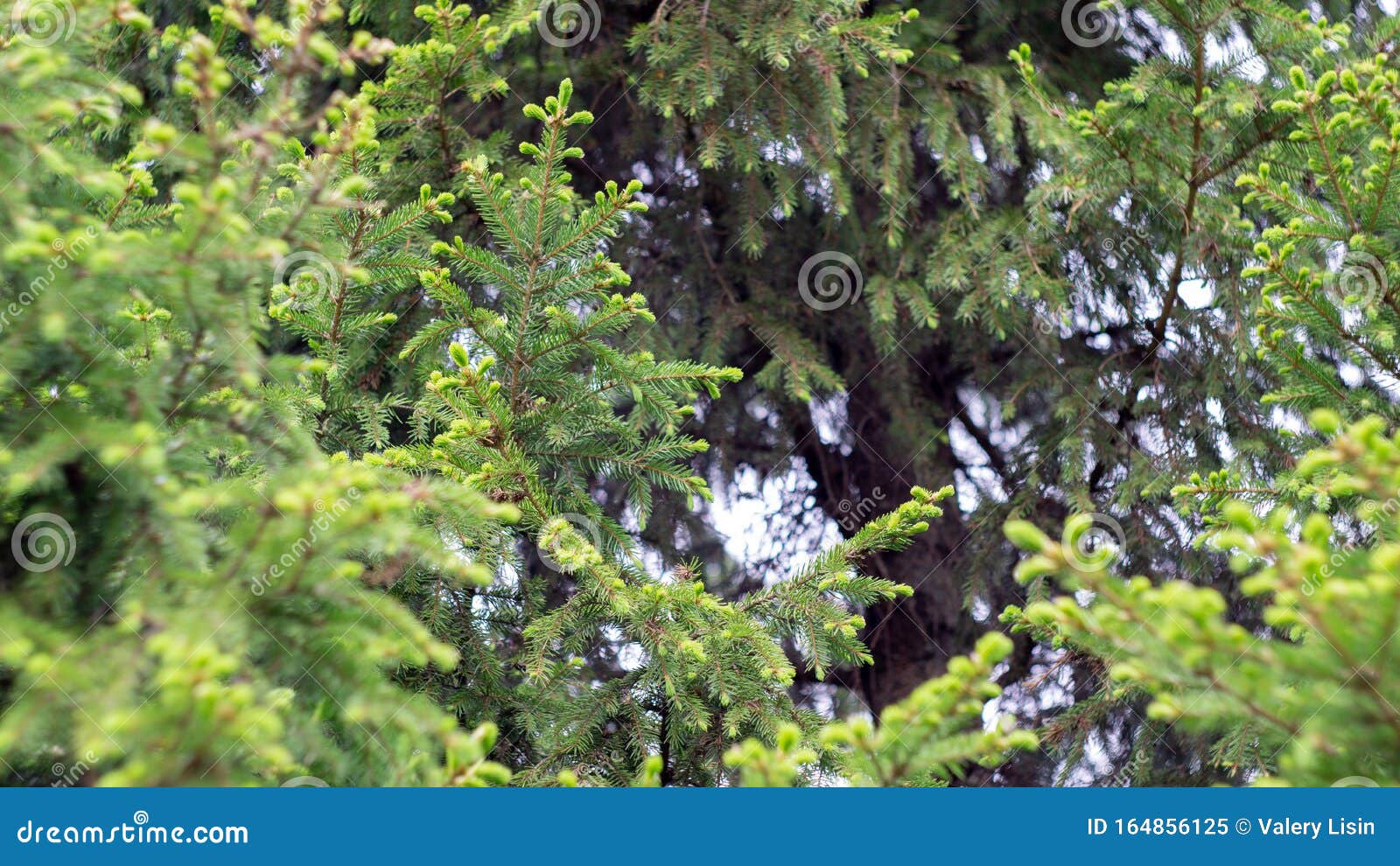 Ramas Verdes Del árbol De Coníferas Imagen de archivo Imagen de